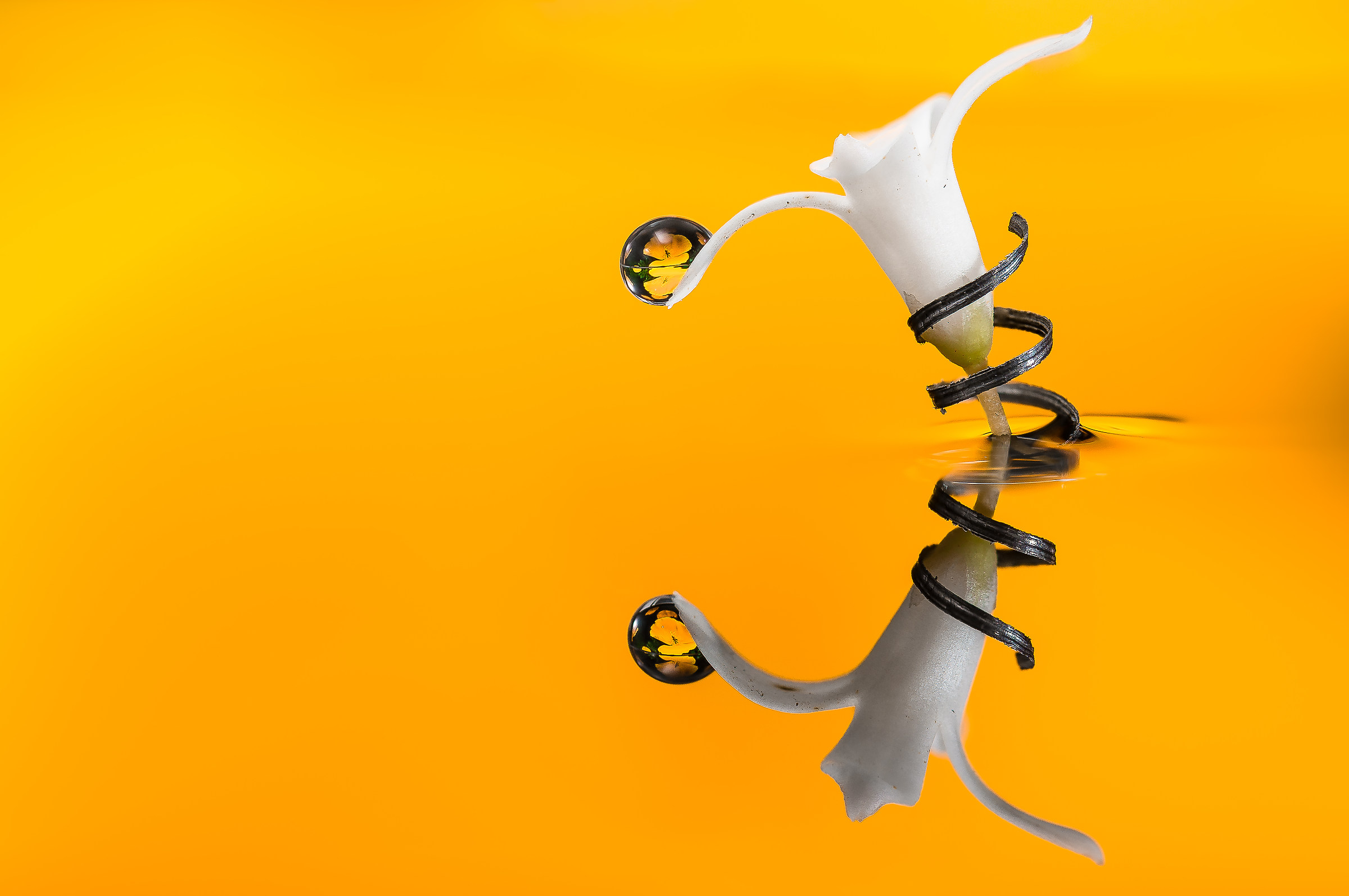 Drops & Flowers Macro Photography by Mario Jr Nicorelli