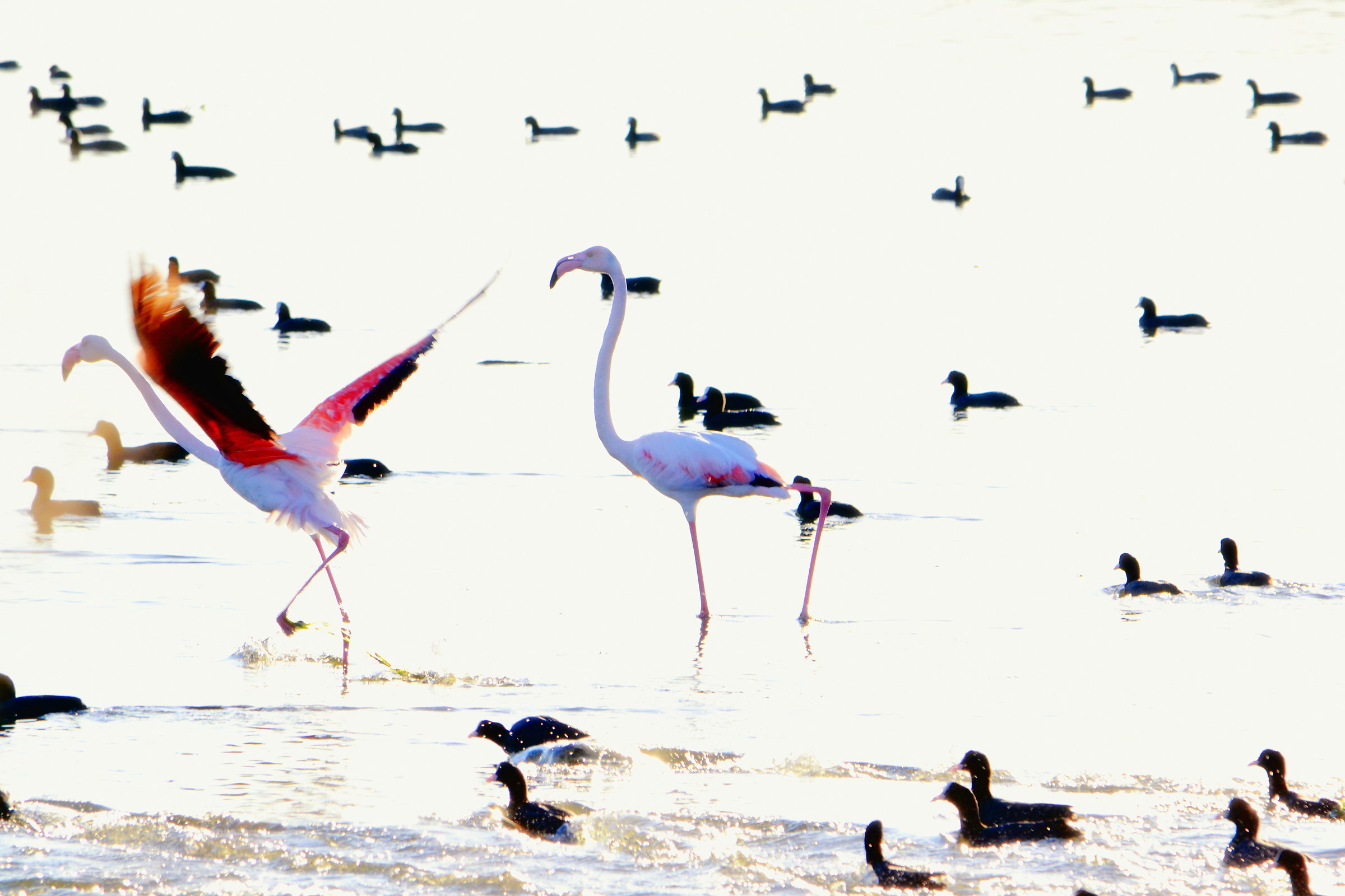 Flamingos and Coots