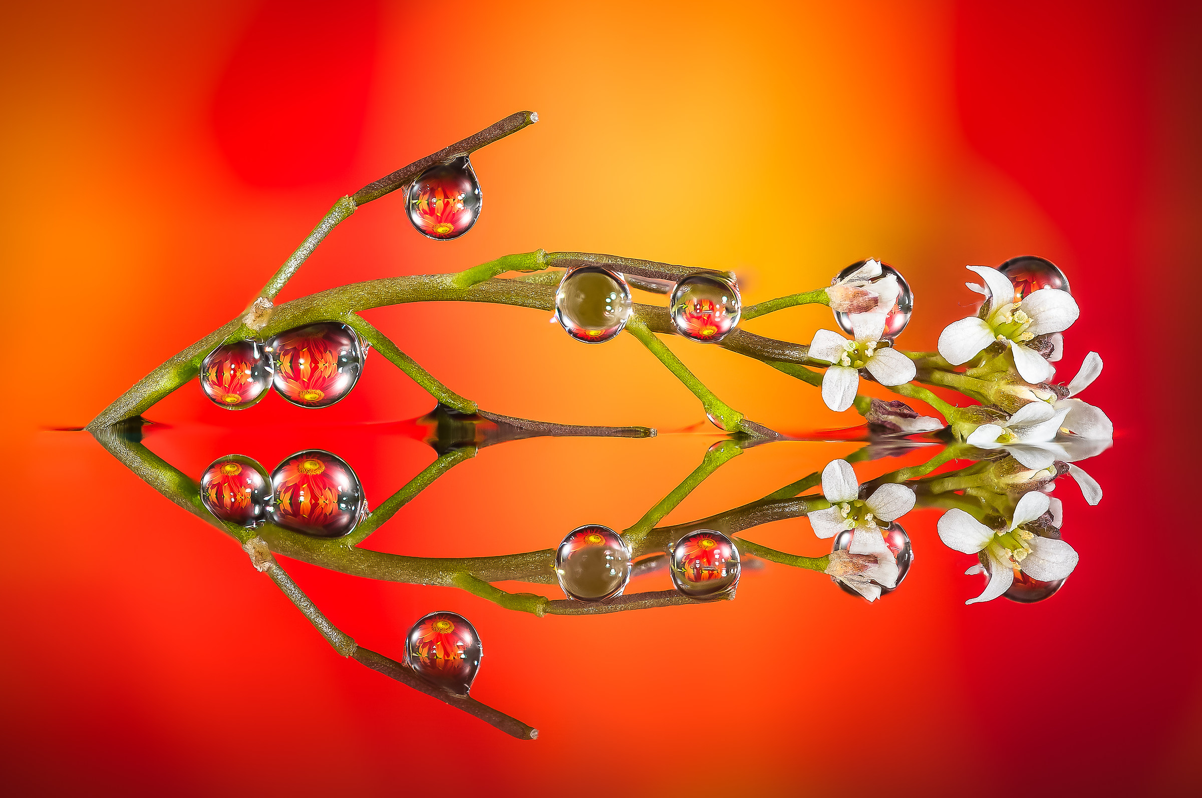 Drops & Flowers Macro fotografia by Mario Jr Nicorelli