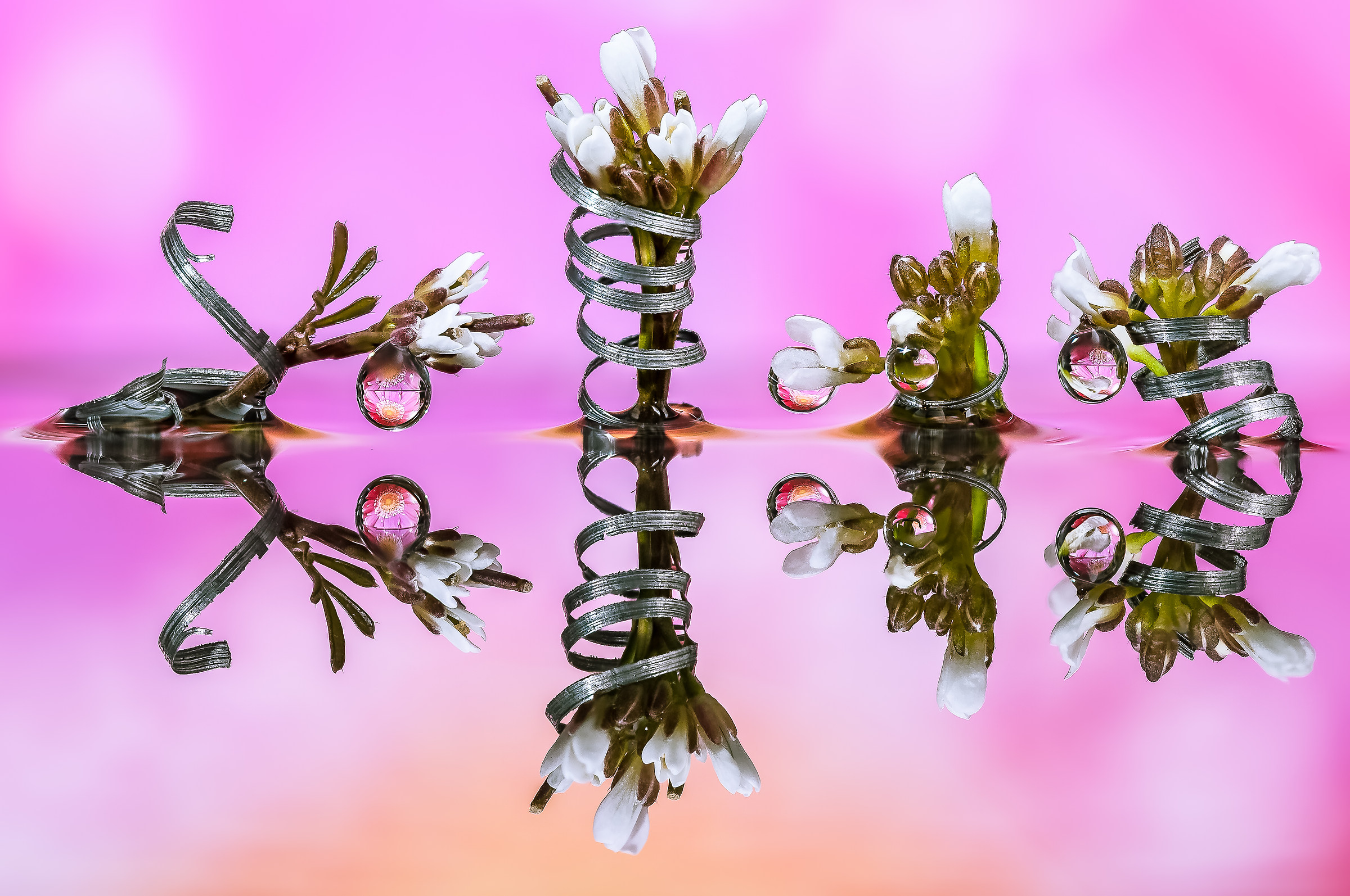 Drops & Flowers Macro fotografia by Mario Jr Nicorelli