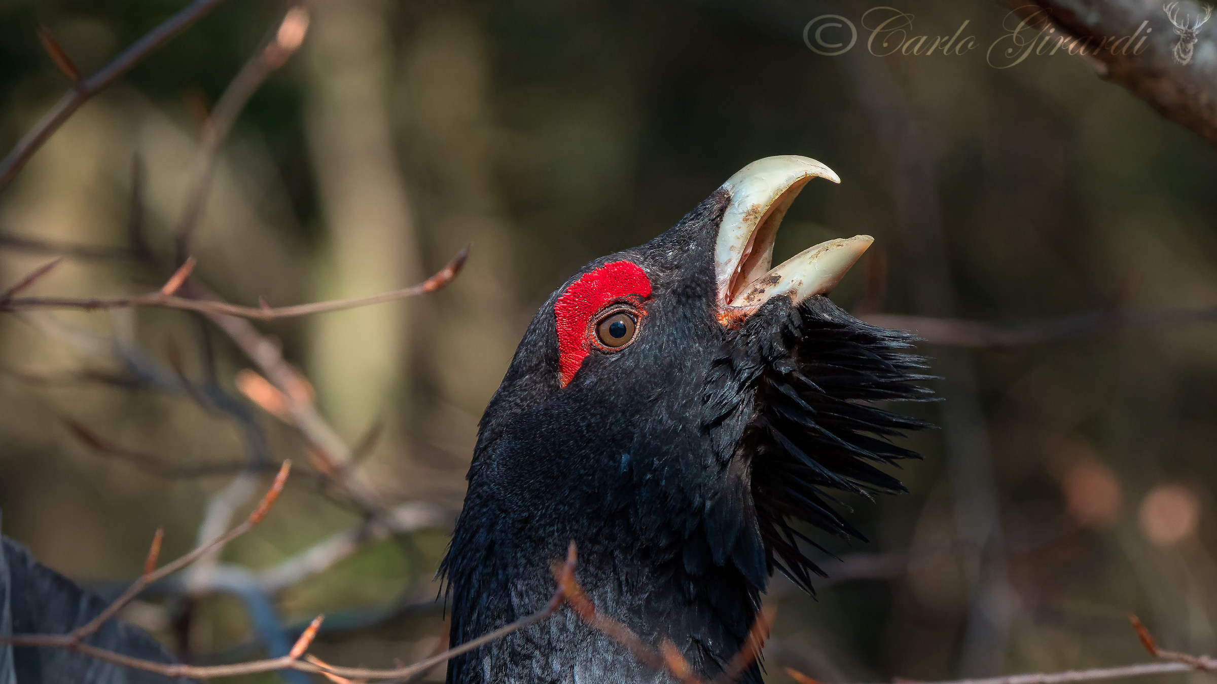 Portrait of a Grouse