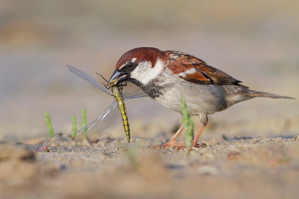 Voracious Sparrow
