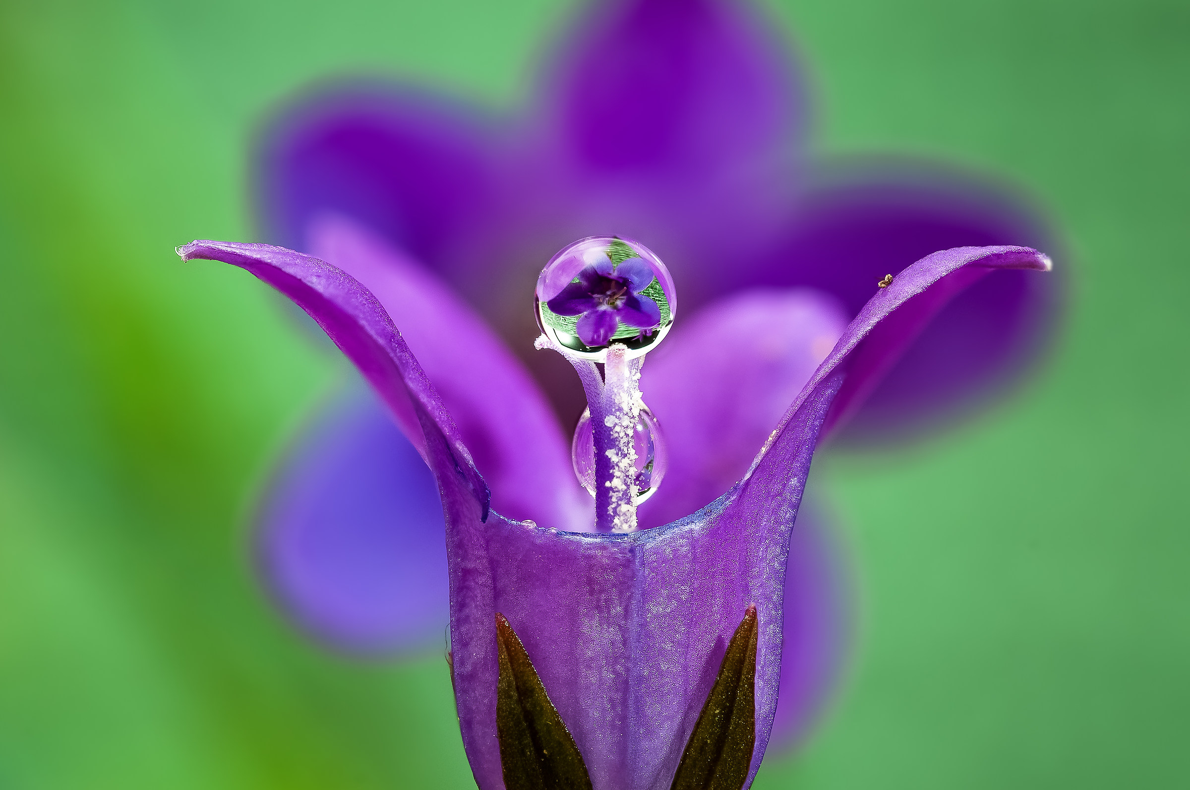 Drops & Flowers Macro fotografia by Mario Jr Nicorelli