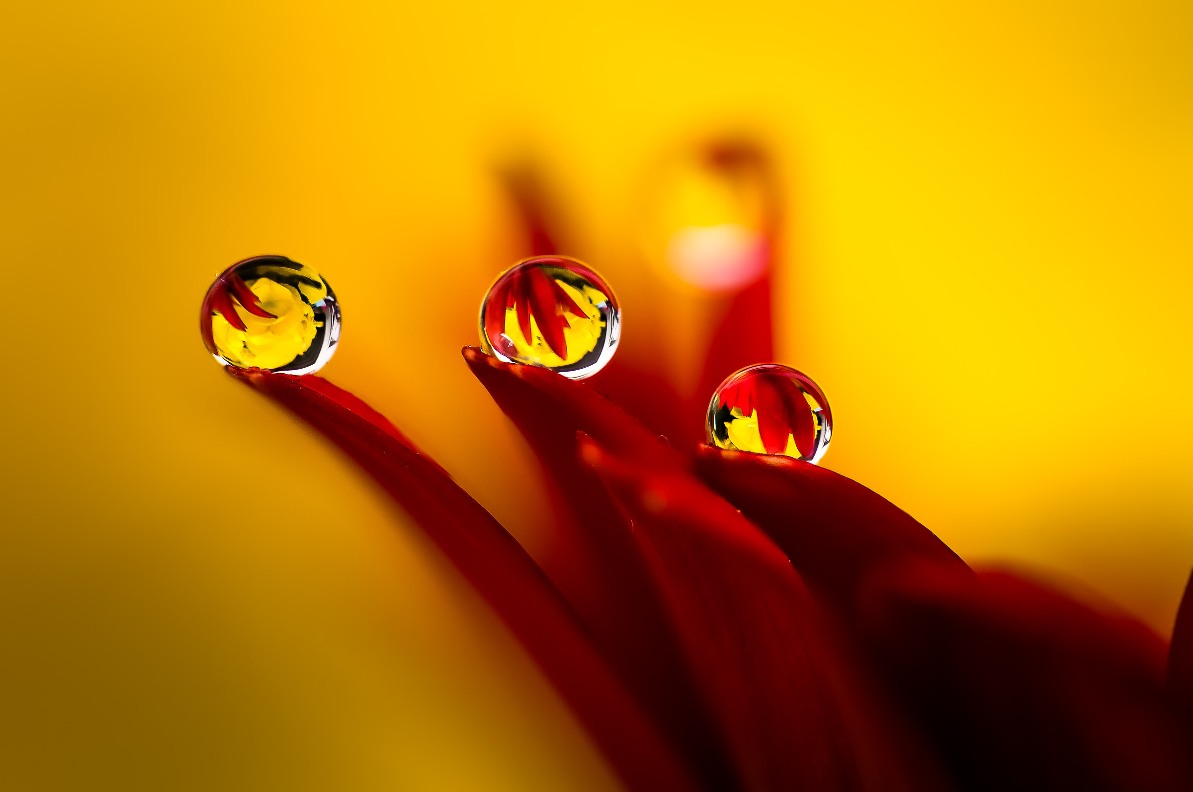 Drops & Flowers Macro Photography by Mario Jr Nicorelli