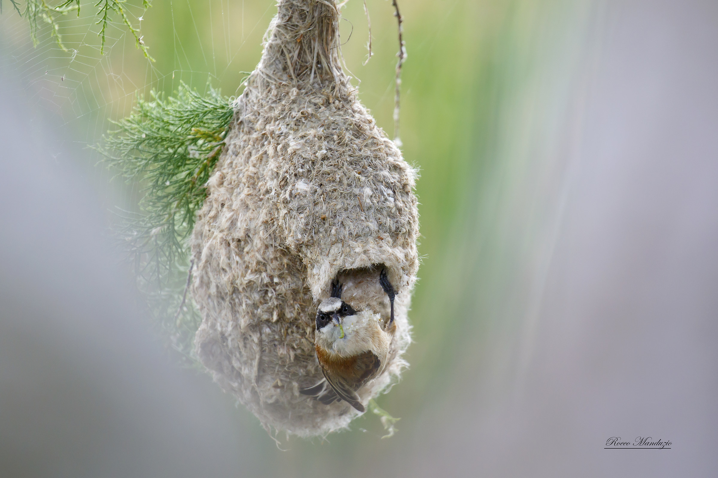 Thoughtful pendulum.