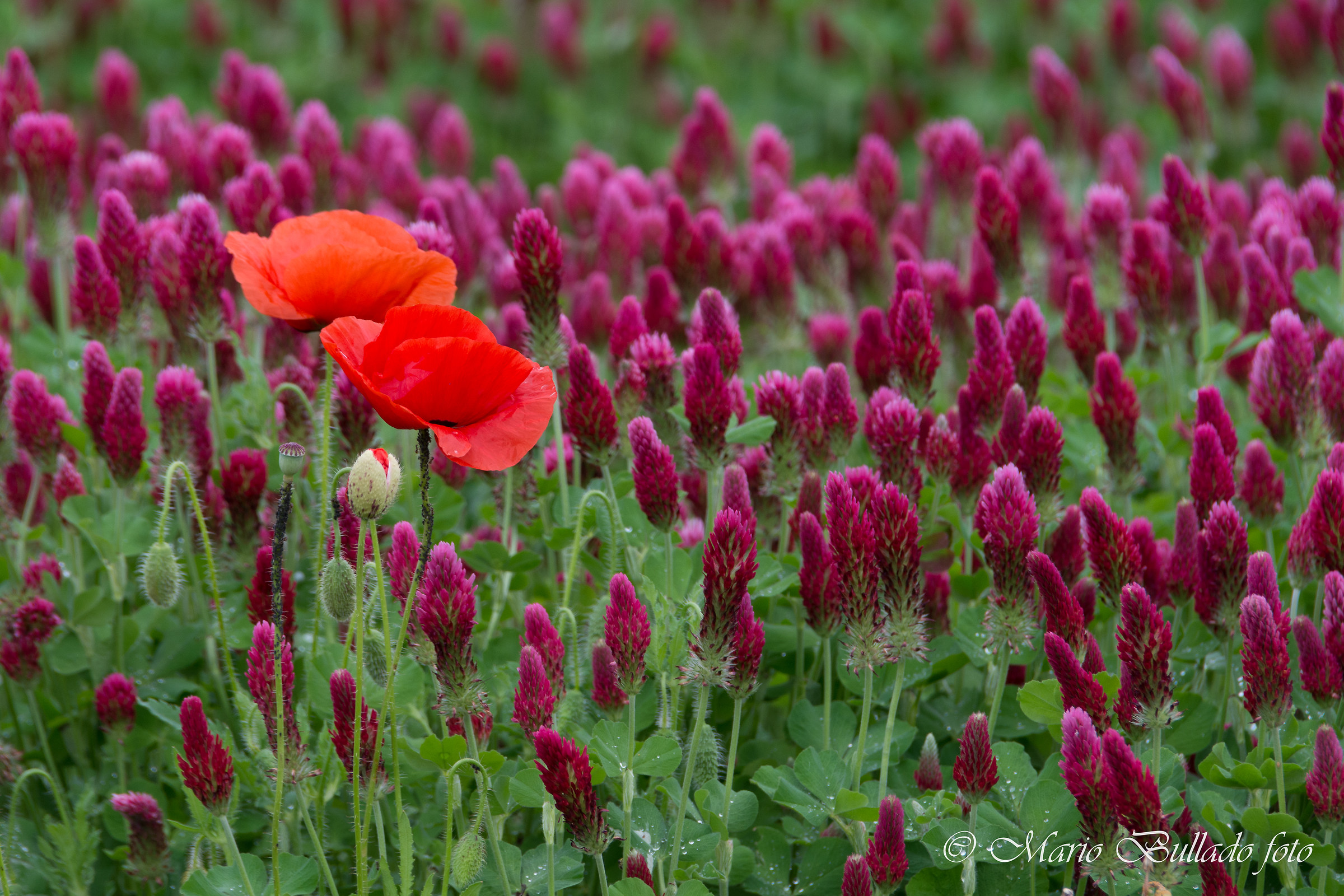 Poppies and red clover
