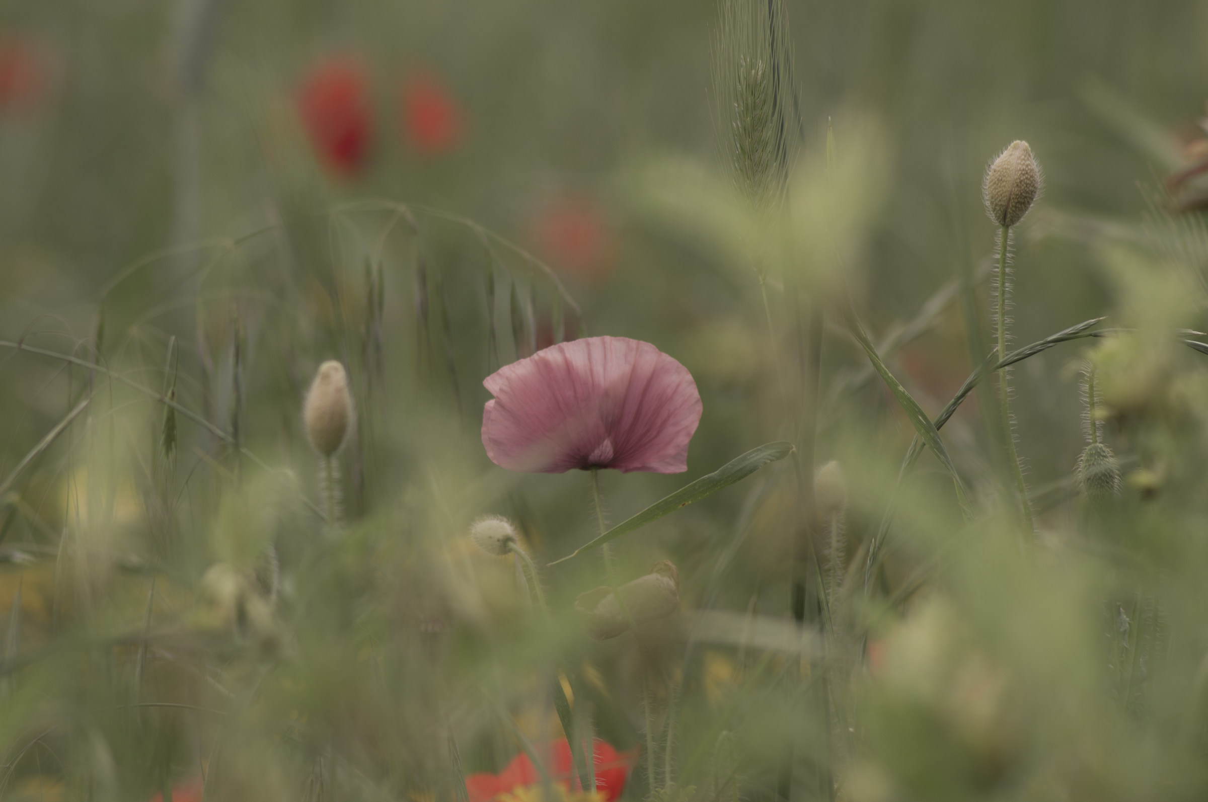 Pink Poppy