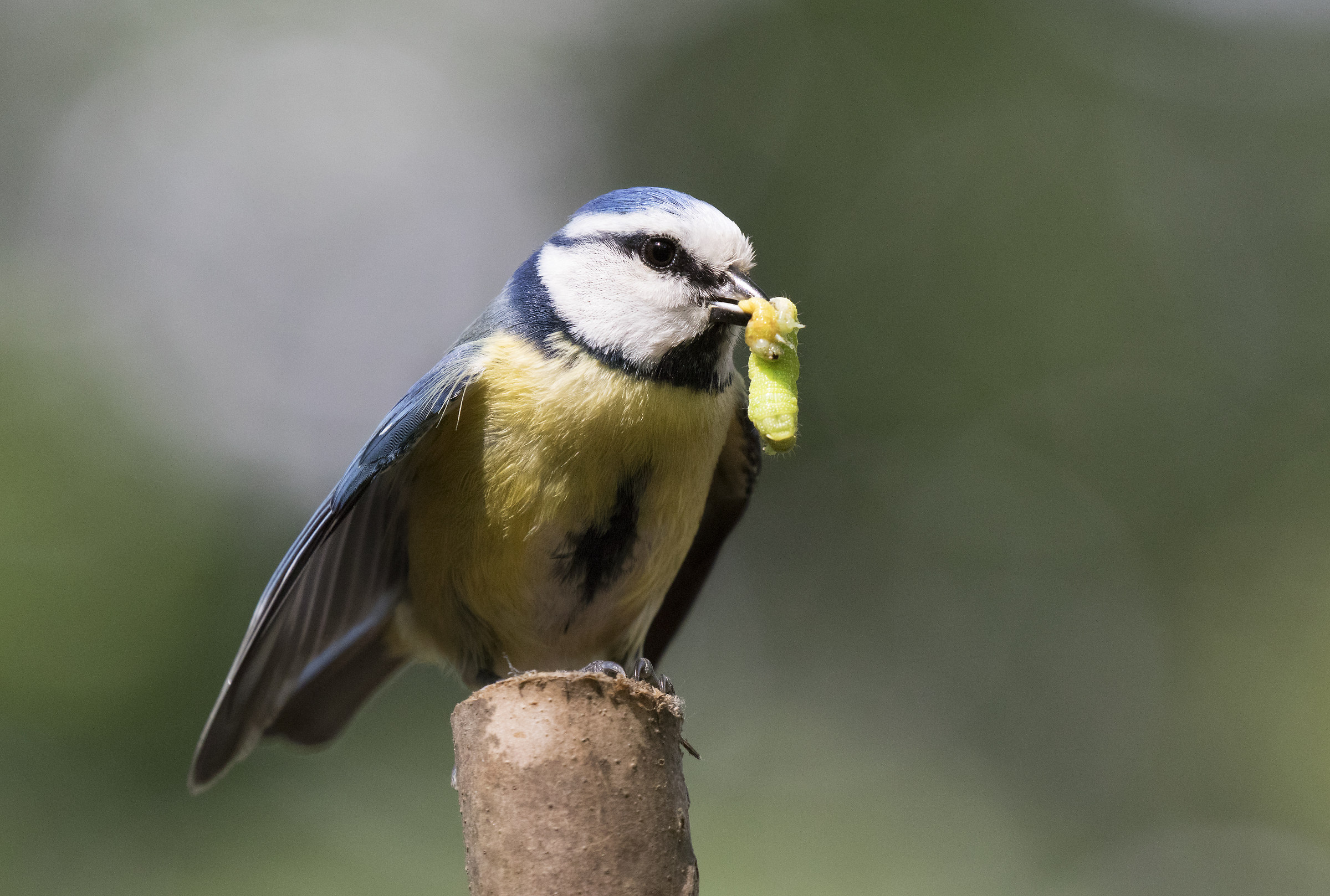 cinciarella con bruco verde