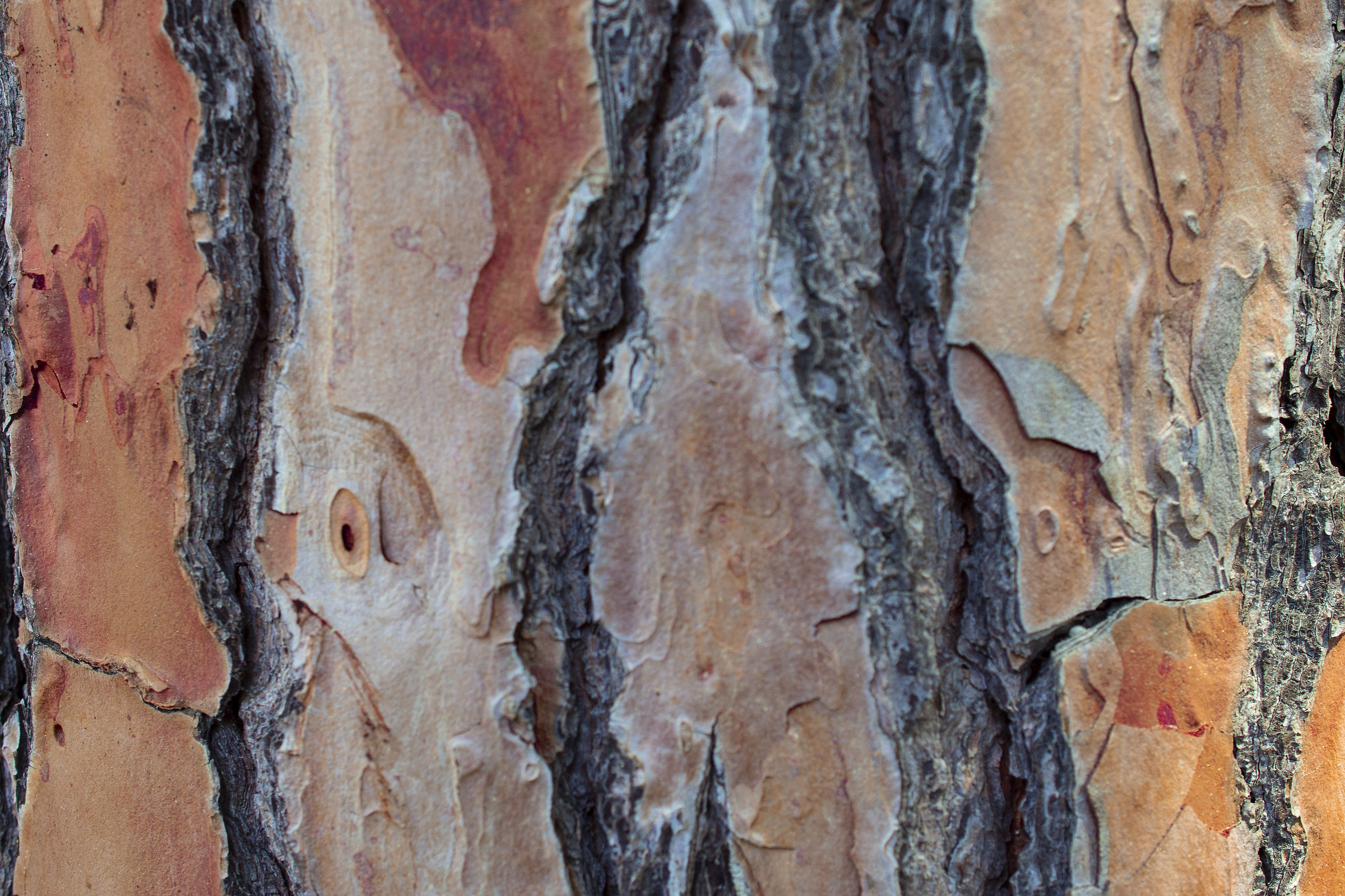 Pine Bark