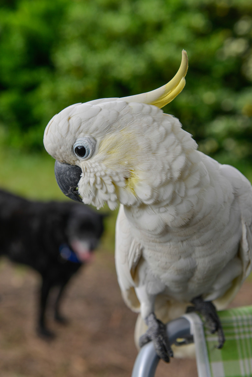 ... ti tengo d'occhio