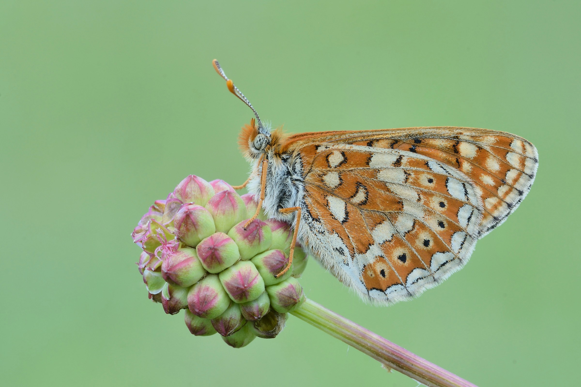 Euphydryas aurinia