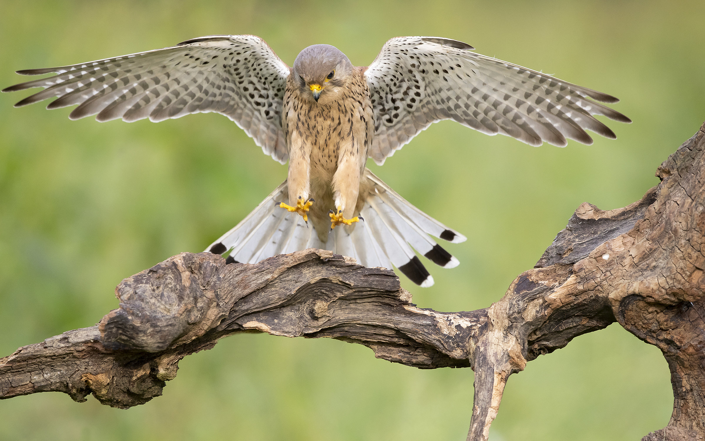 His Majesty "The Kestrel"