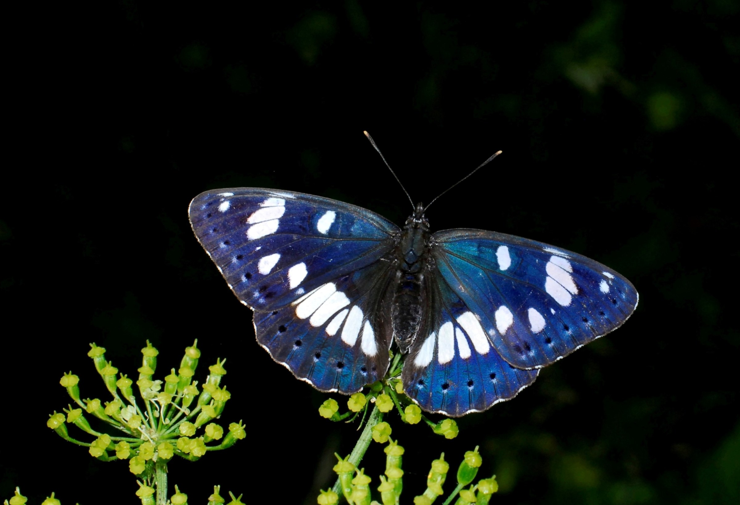 Limenitis reducta