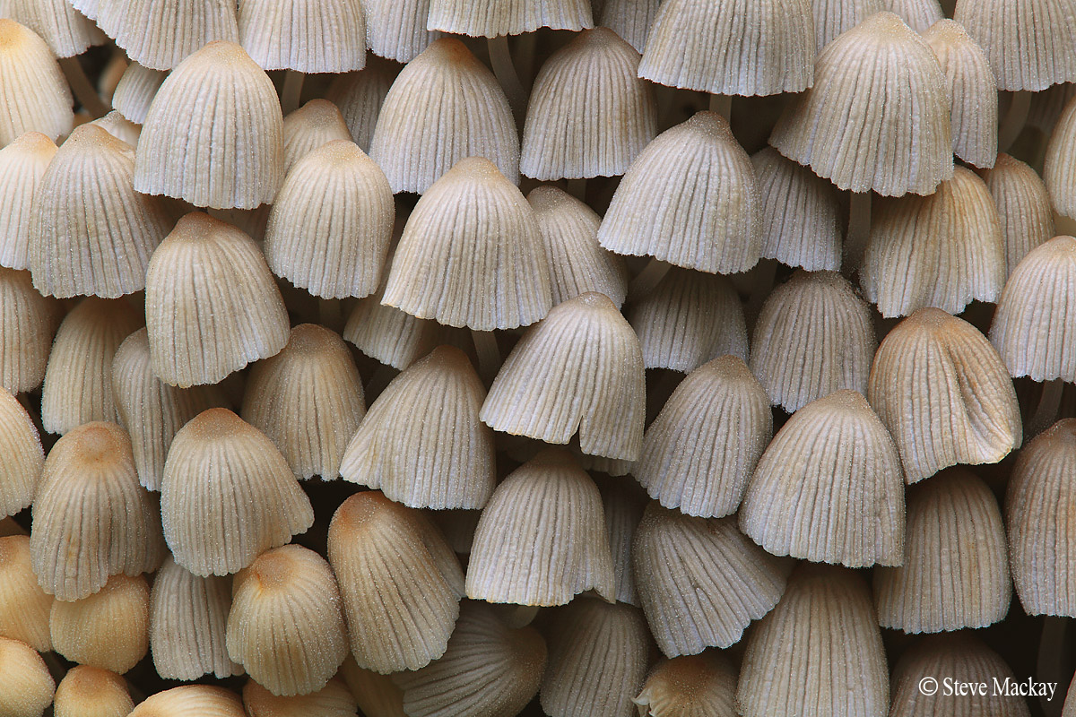 Spintoni per Posizione