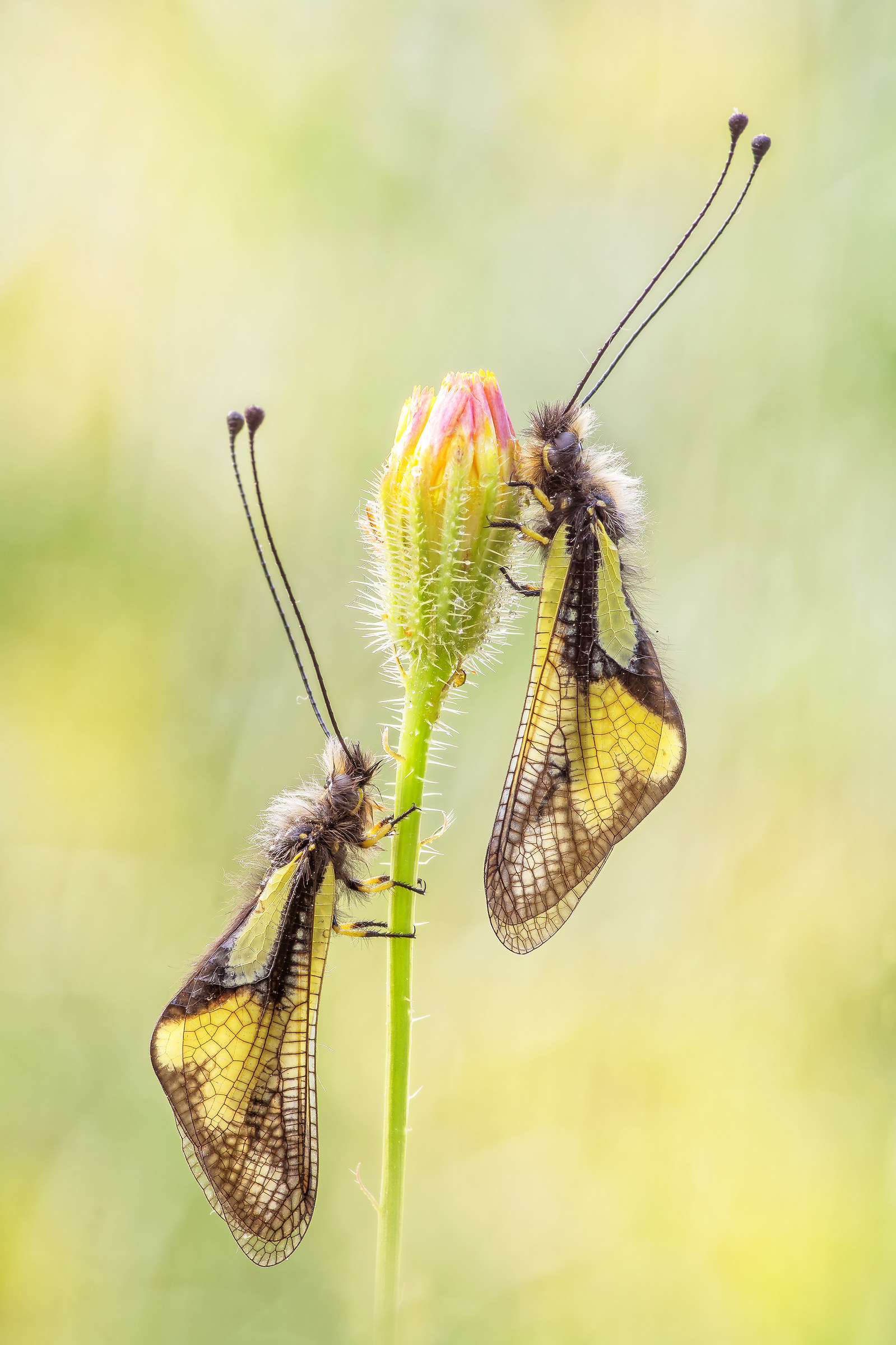 Libelloides Coccajus (Denis & Schiffermüller, 1775)