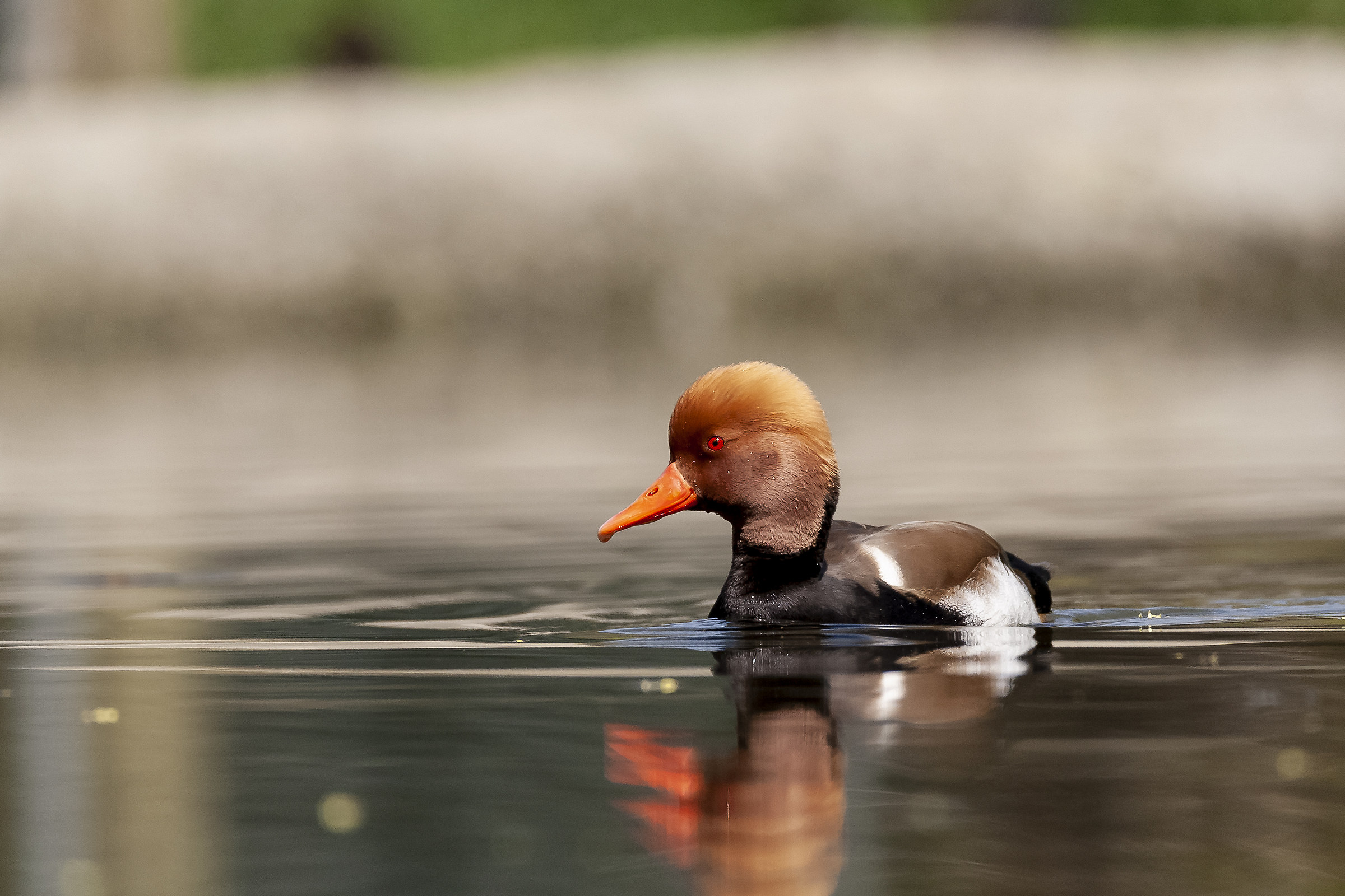 Senza Titolo