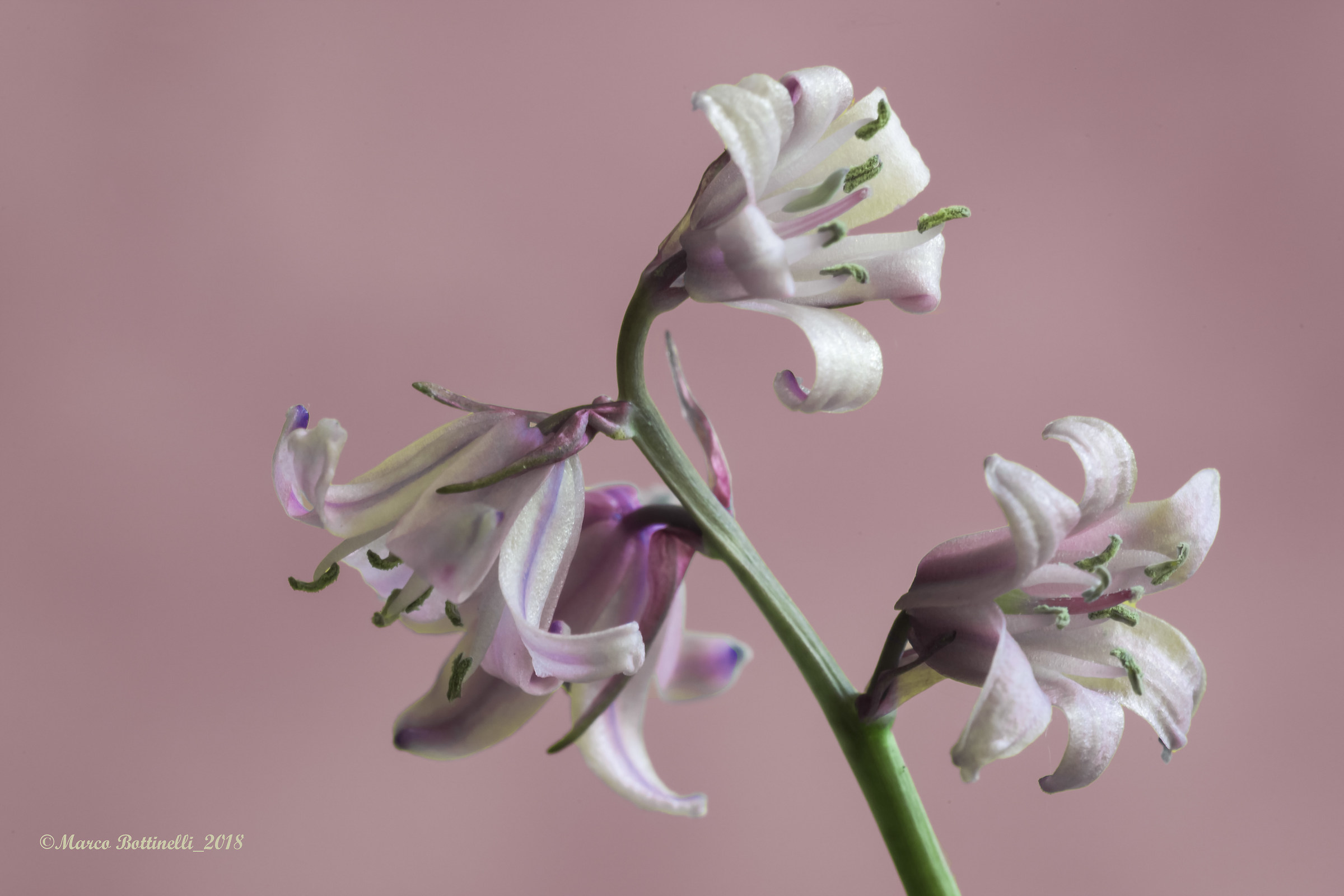 A particular bell...