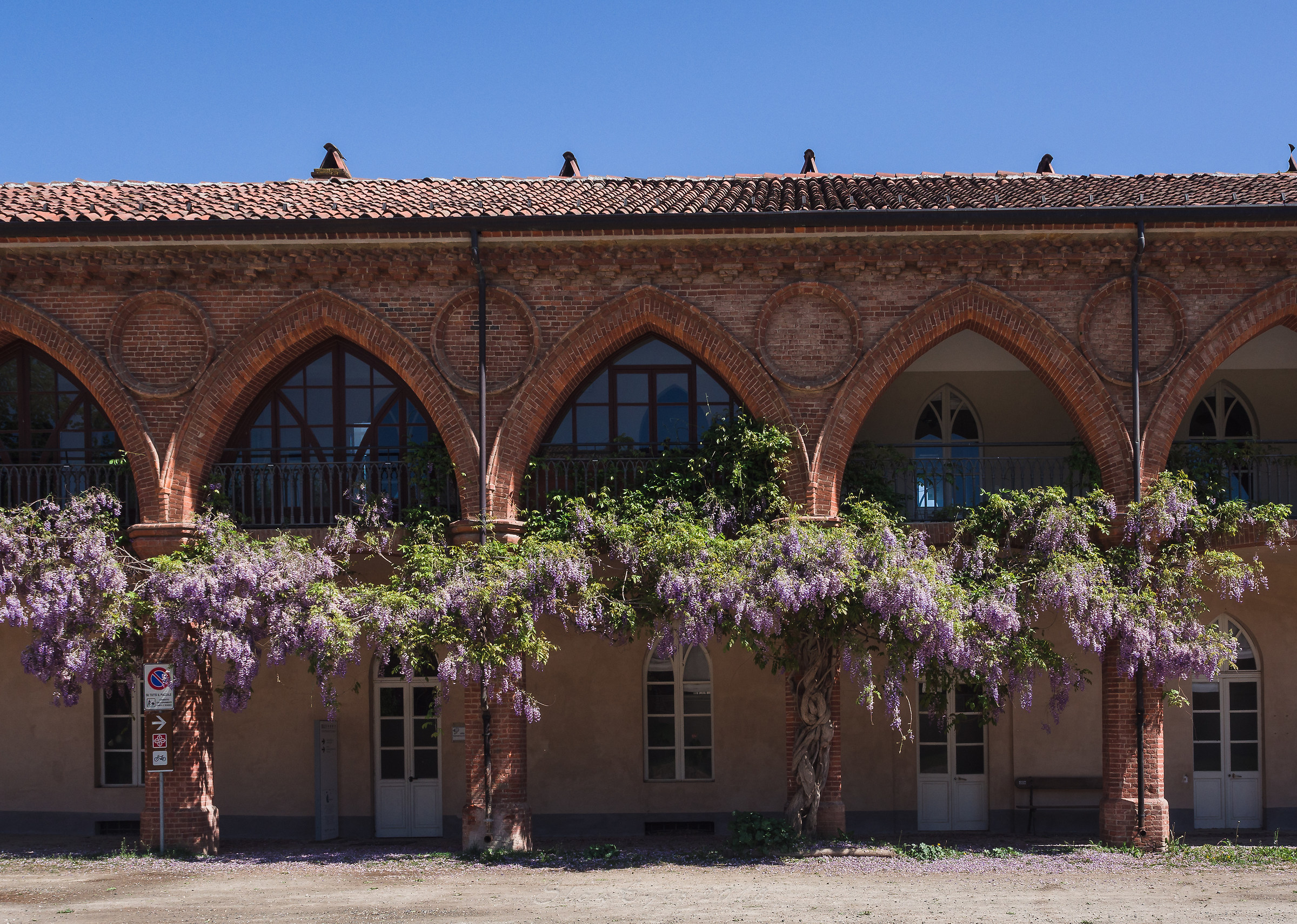 Wisteria in Bloom