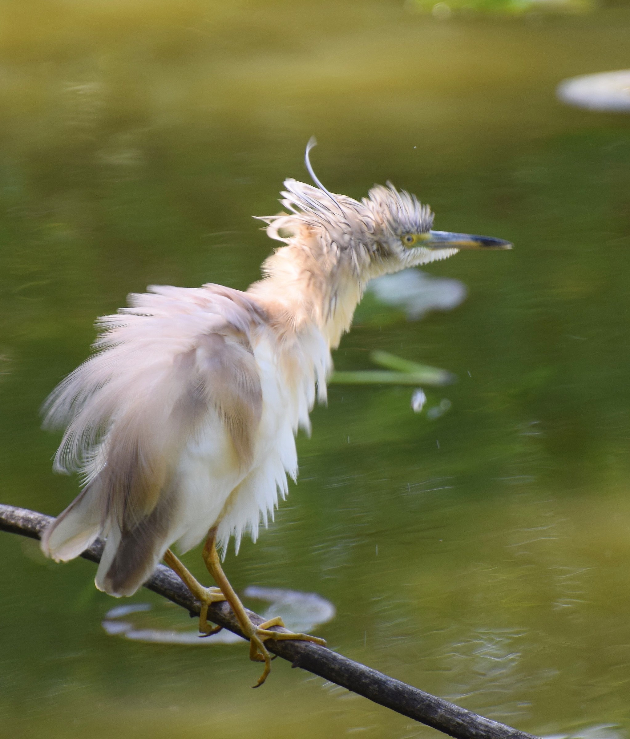 Squacco Heron