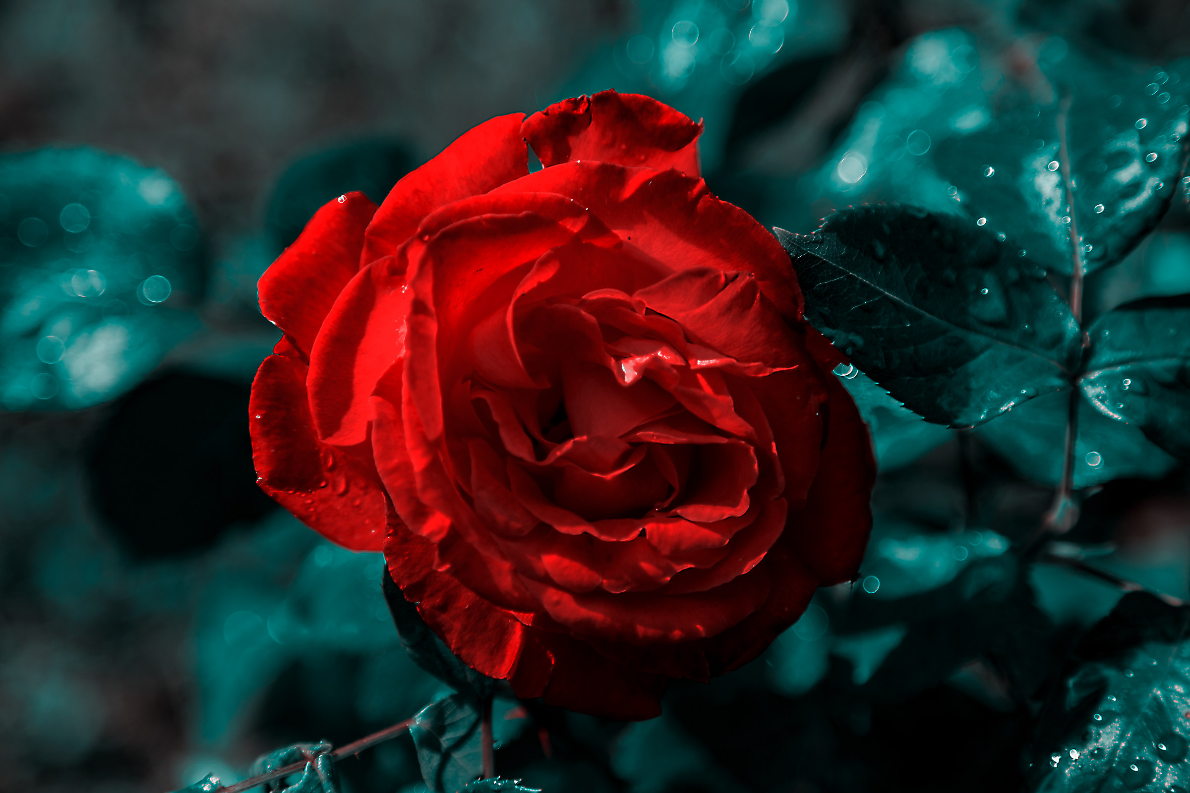 Enchanted Rose