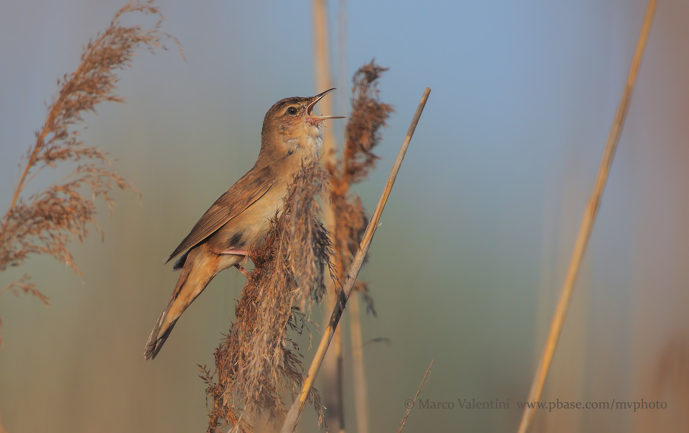 The Song of Salciaiola