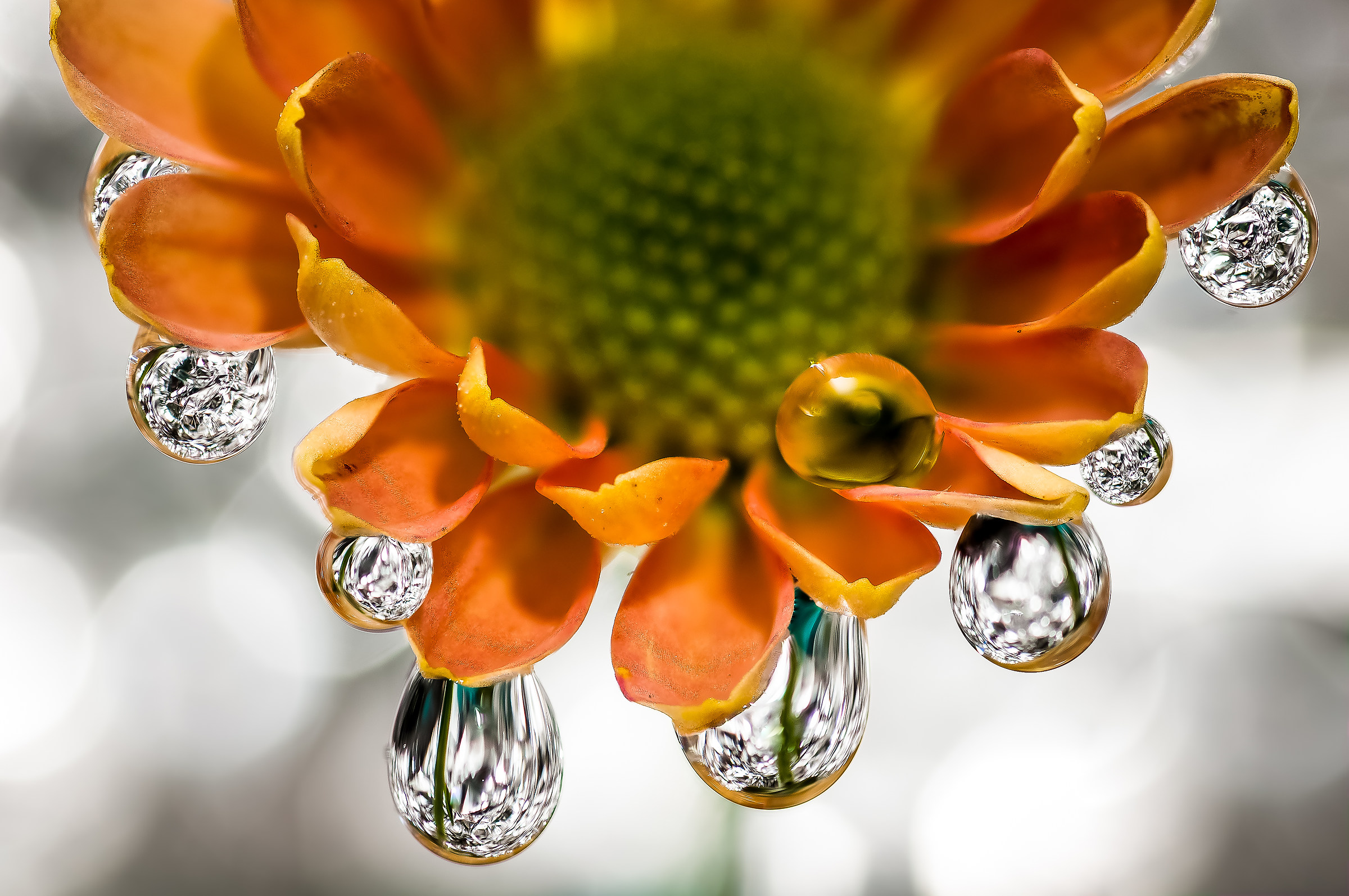 Drops & Flowers Macro fotografia by Mario Jr Nicorelli