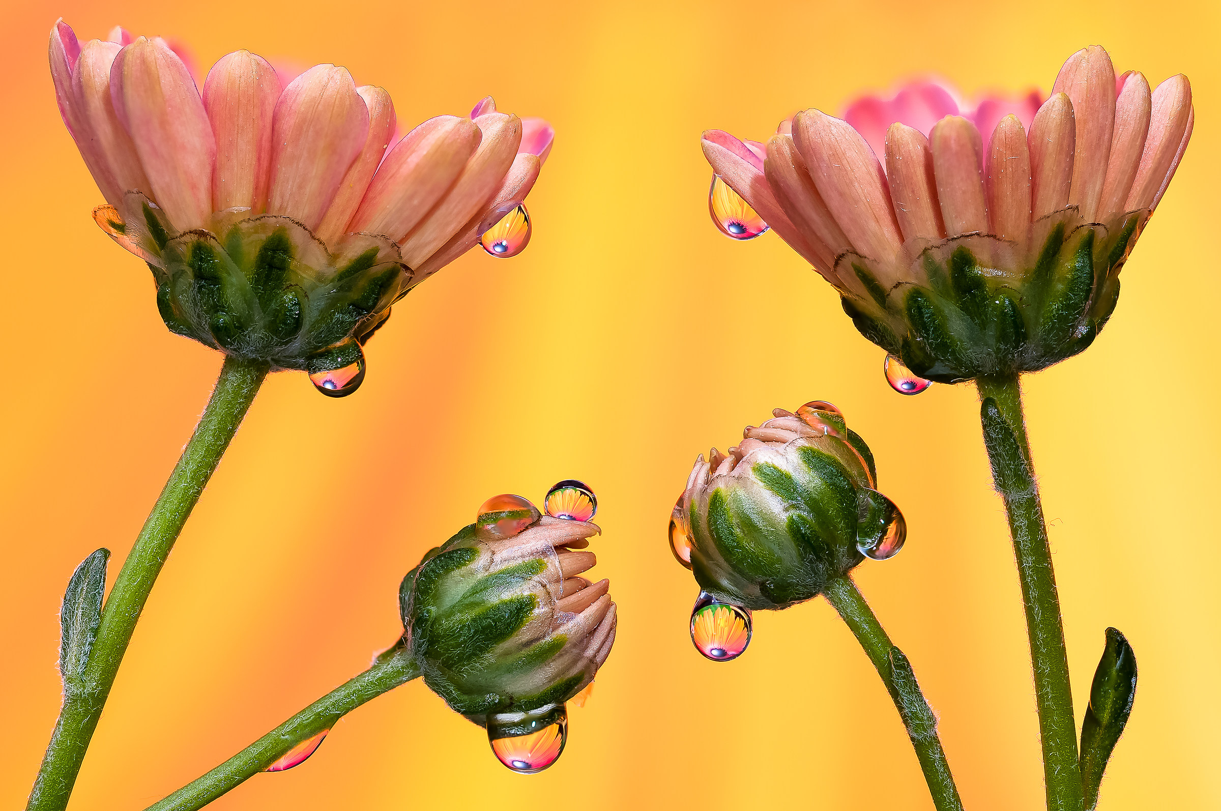 Drops & Flowers Macro fotografia by Mario Jr Nicorelli