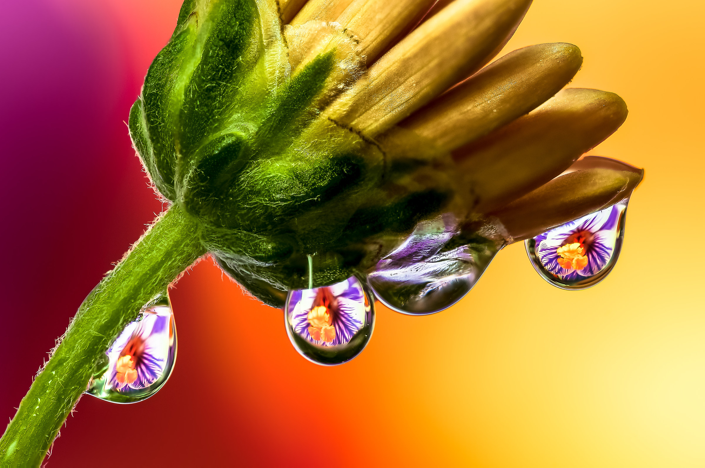 Drops & Flowers Macro fotografia by Mario Jr Nicorelli