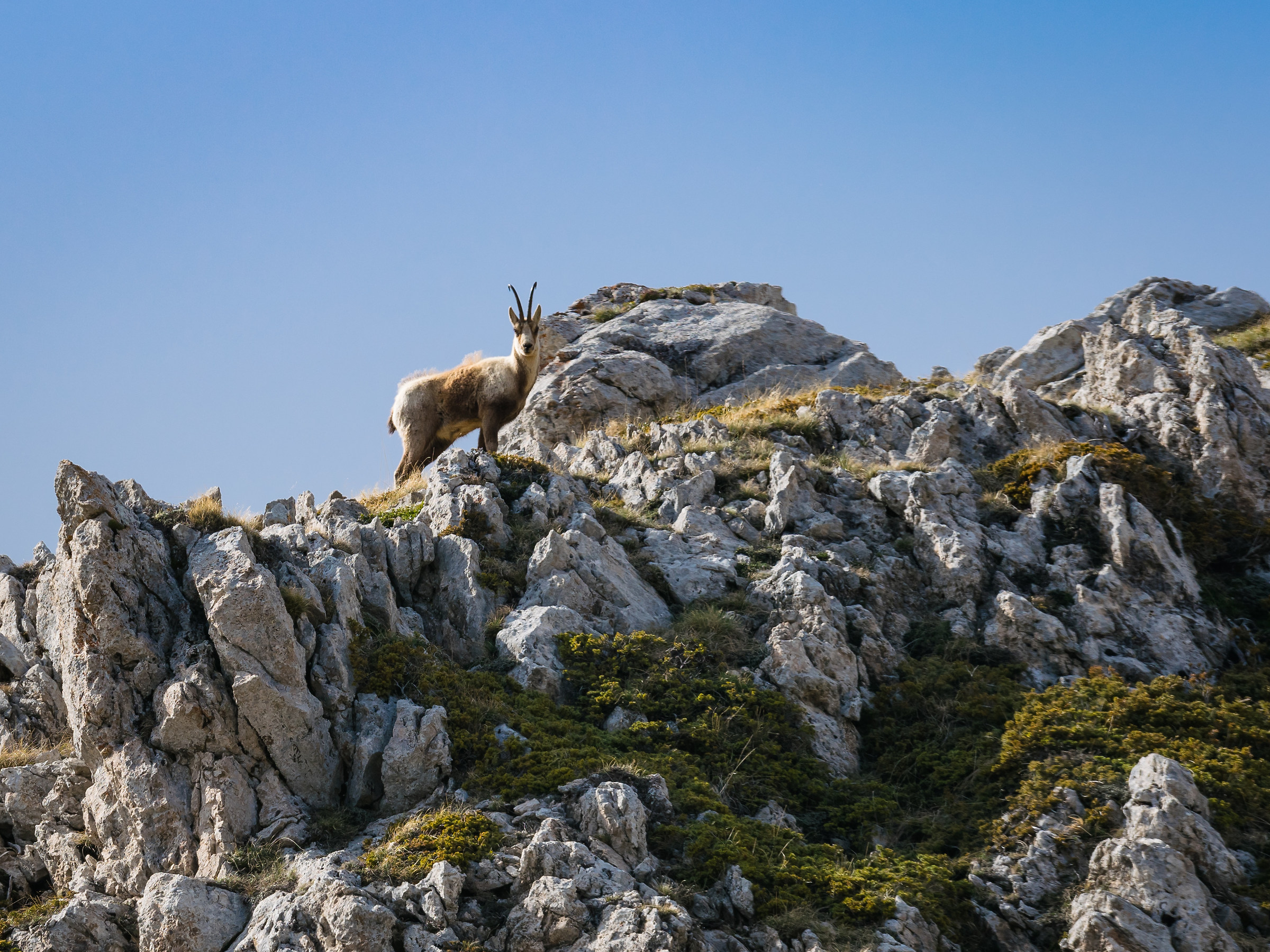 Camoscio Appenninico