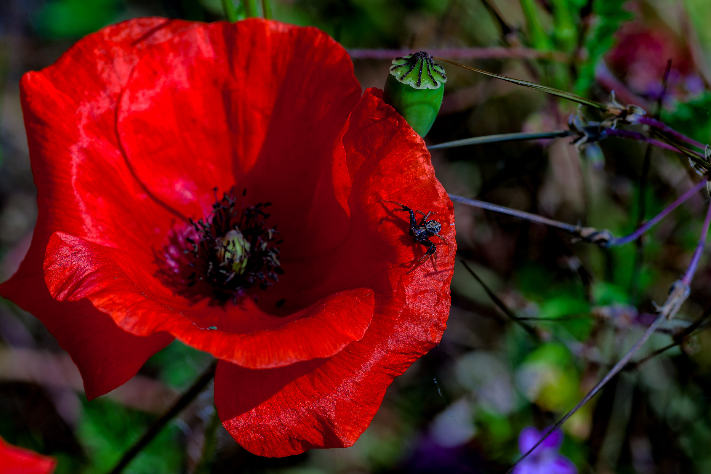 Patience is the virtue of the strong