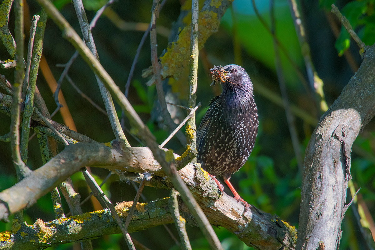 Starling