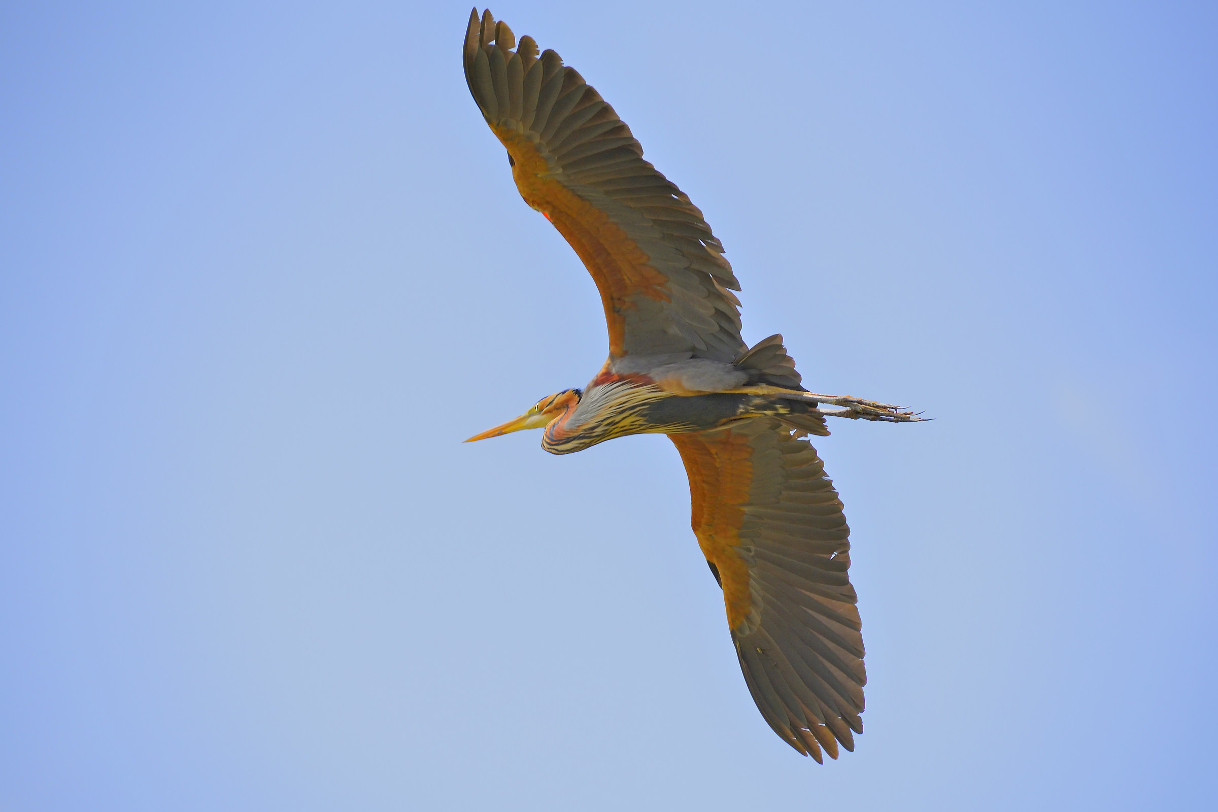 The wingspan of the Red Heron