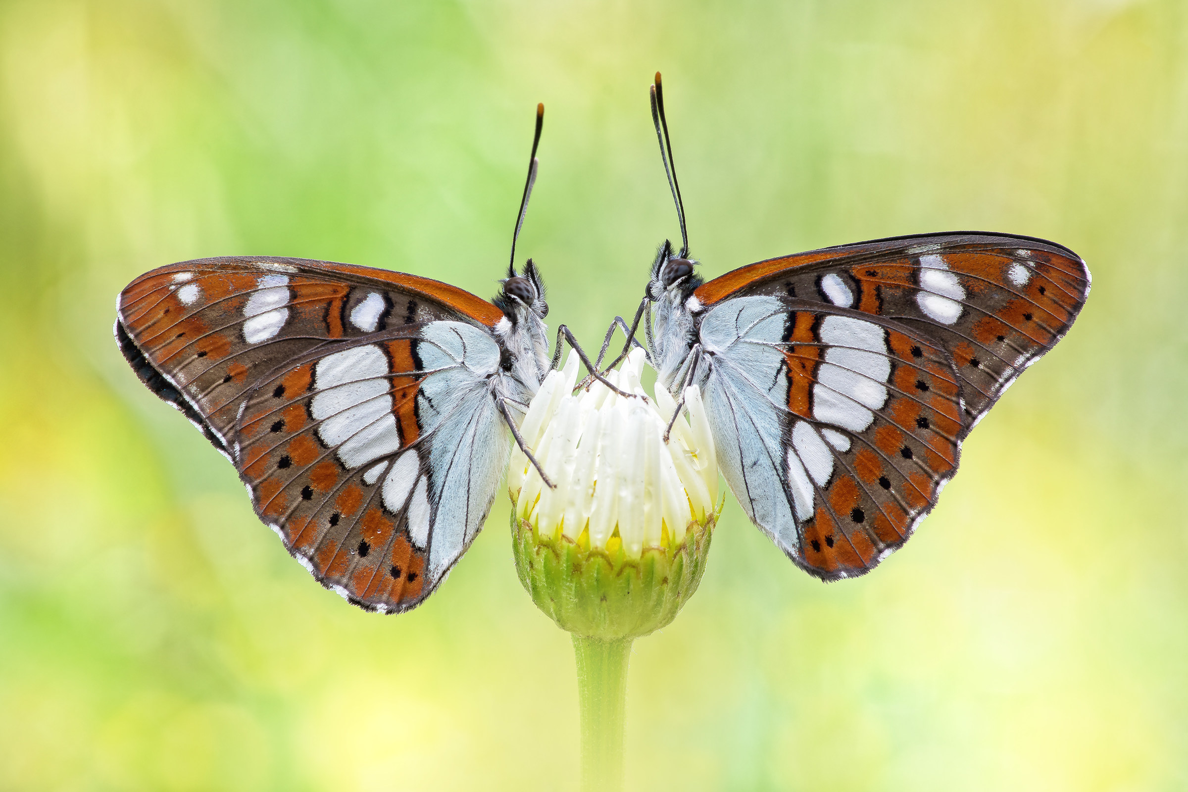 Limenitis reducta – (Staudinger, 1901)