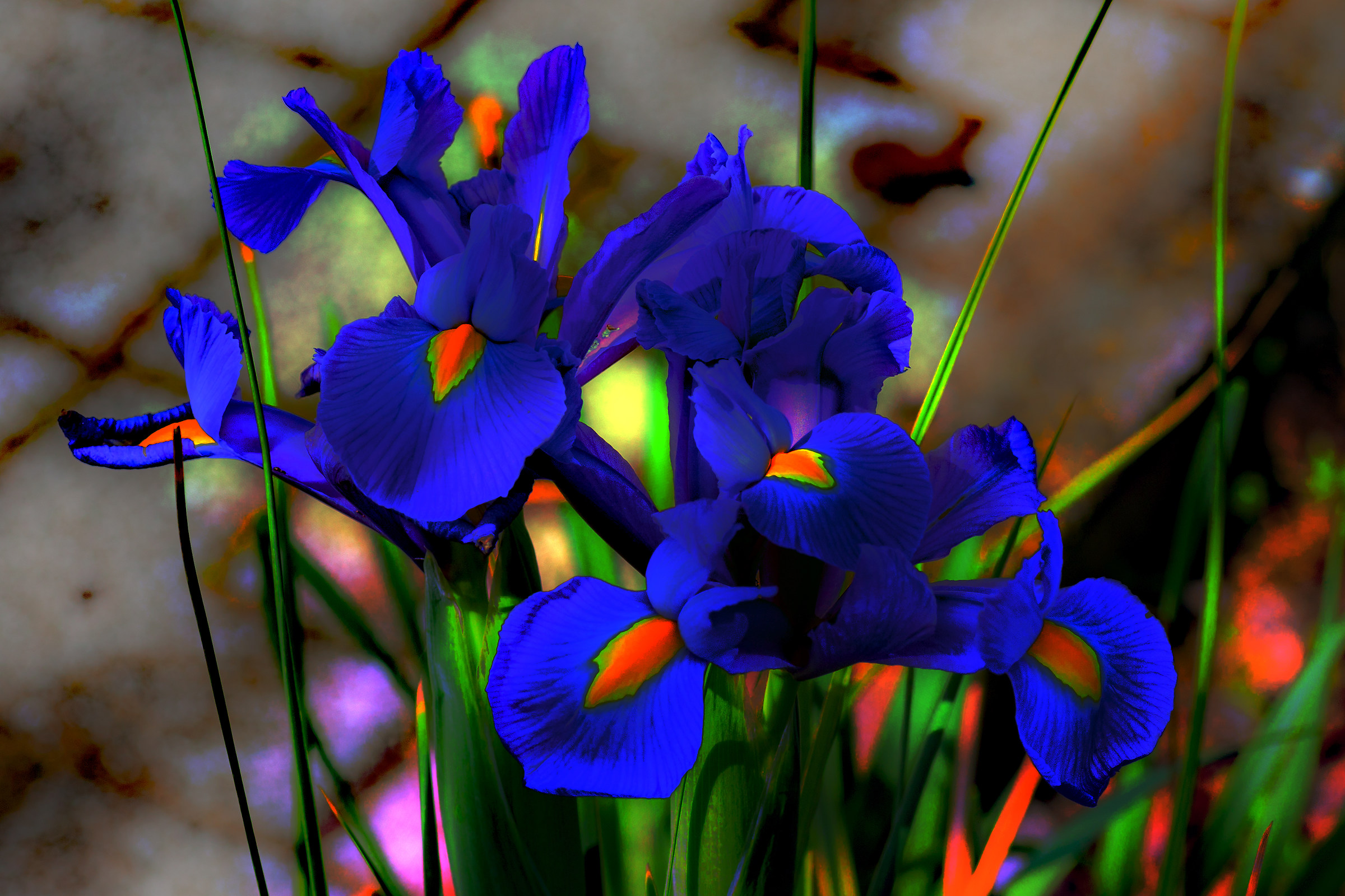 Forse li ho solo sognati