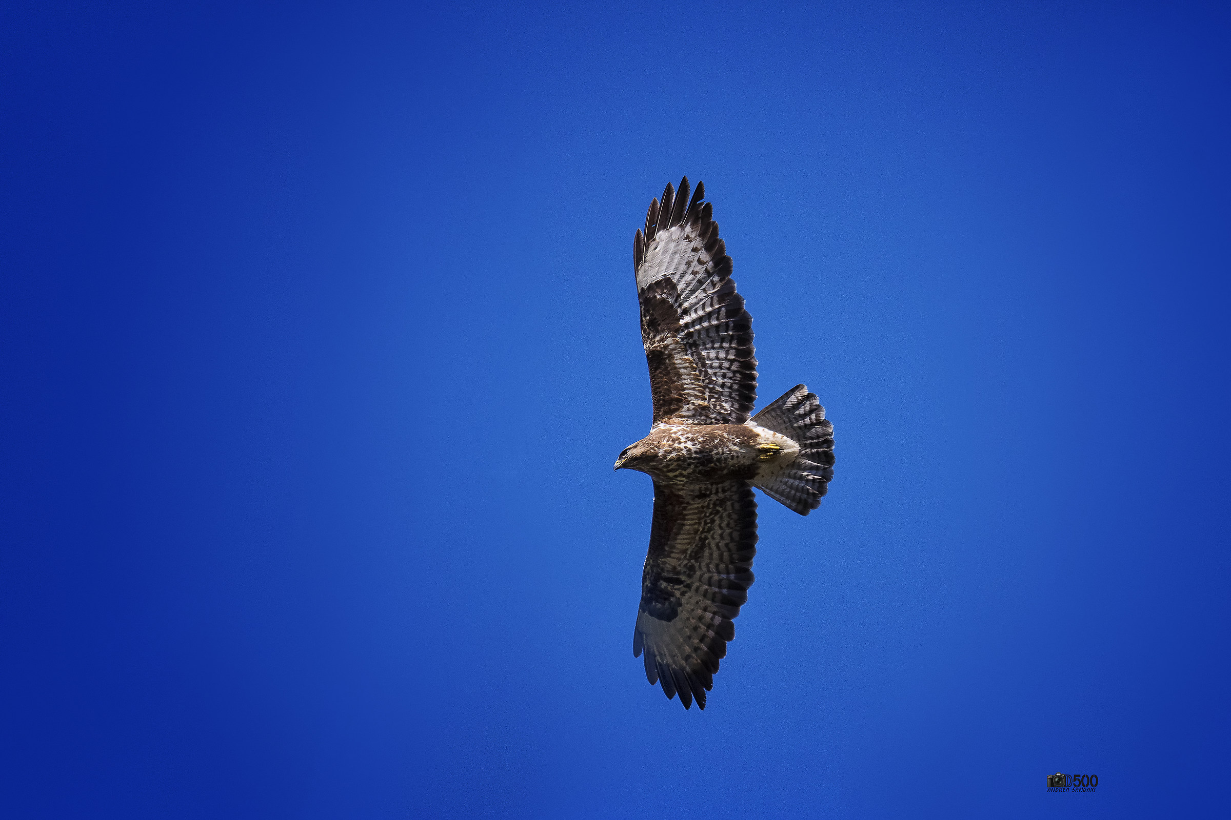 Una bellissima poaiana