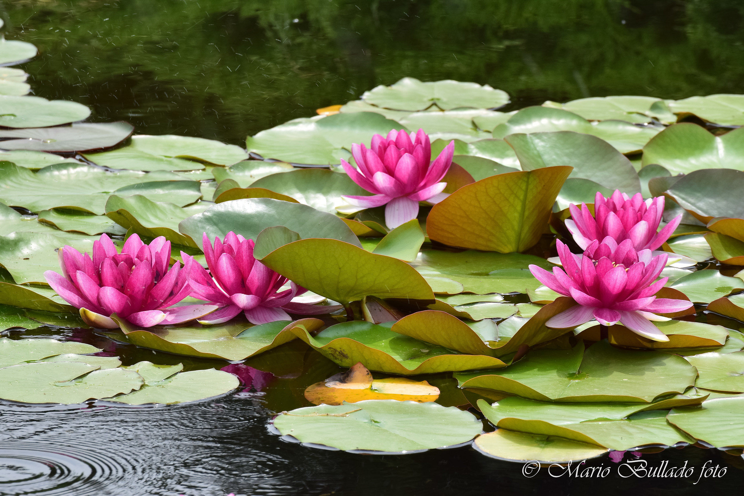Water lilies