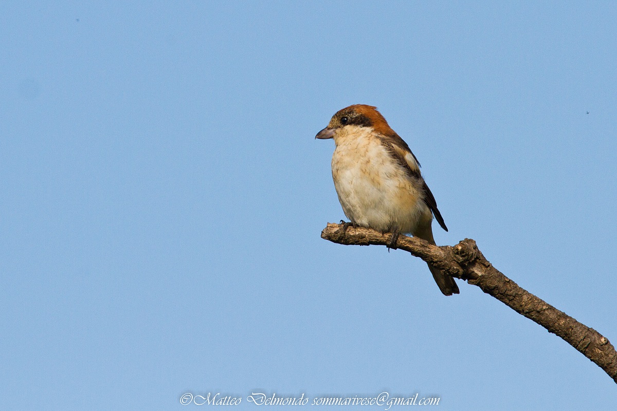 Woodchat Shrike