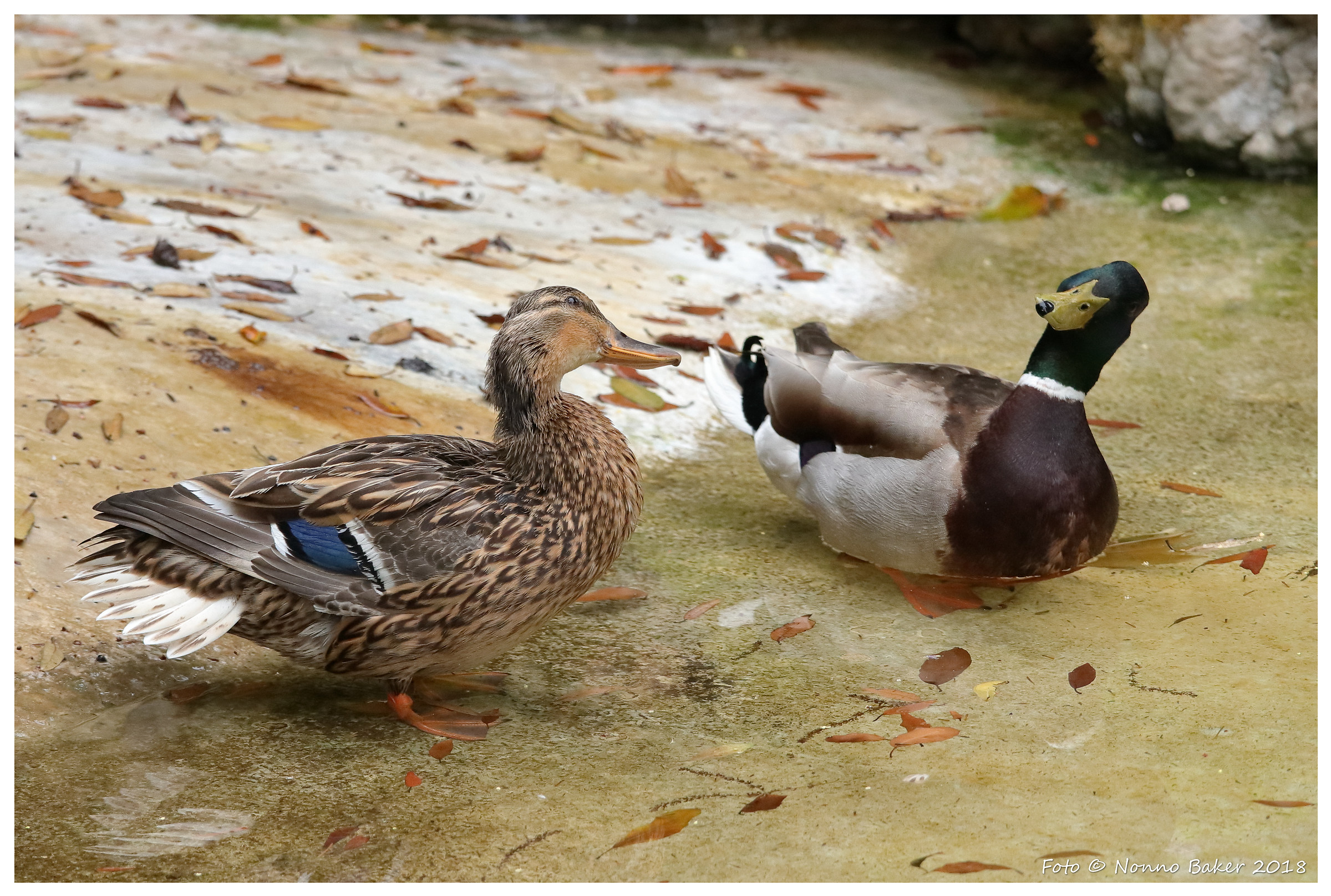 Couple of mallards... look!