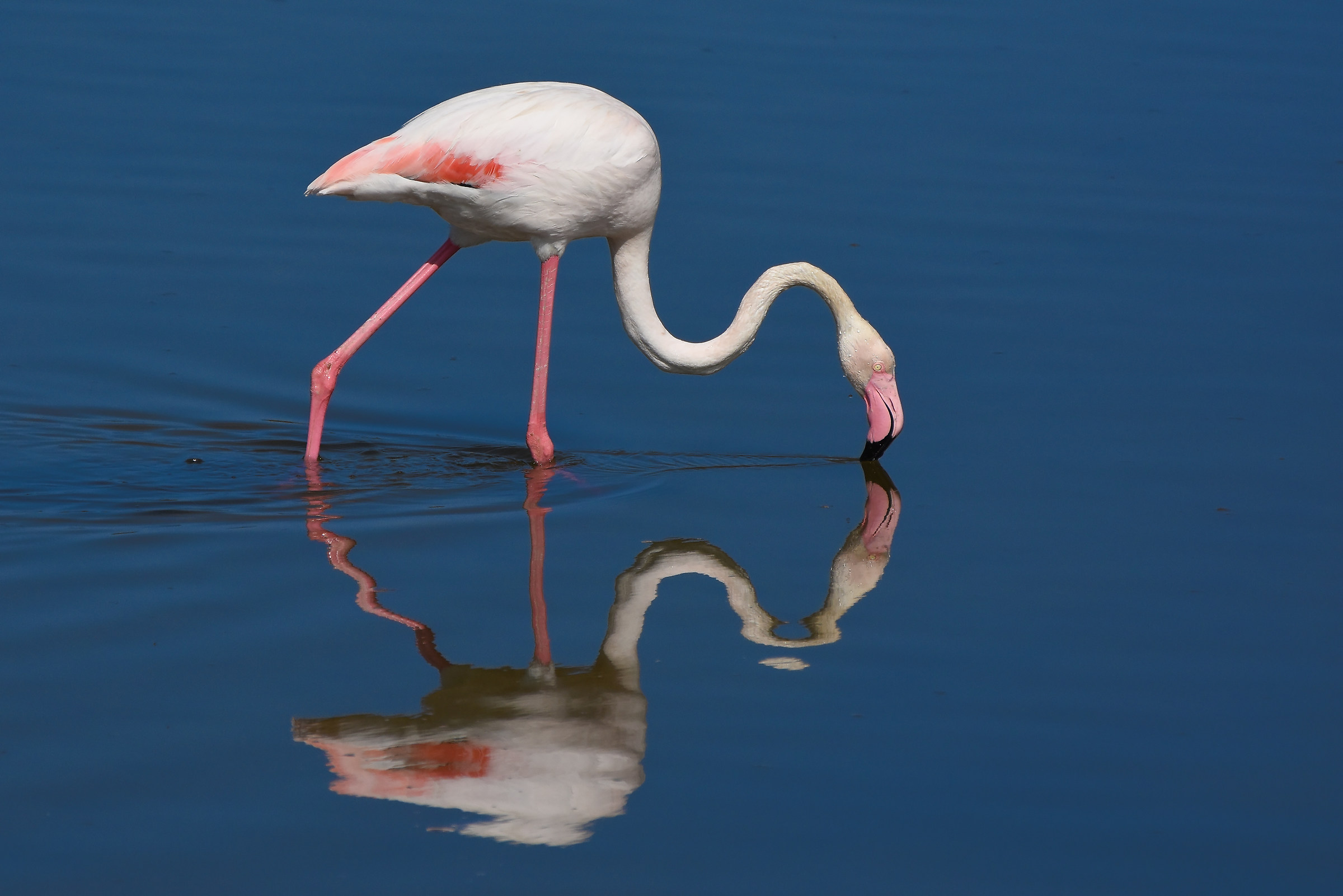 Reflected Flamingo