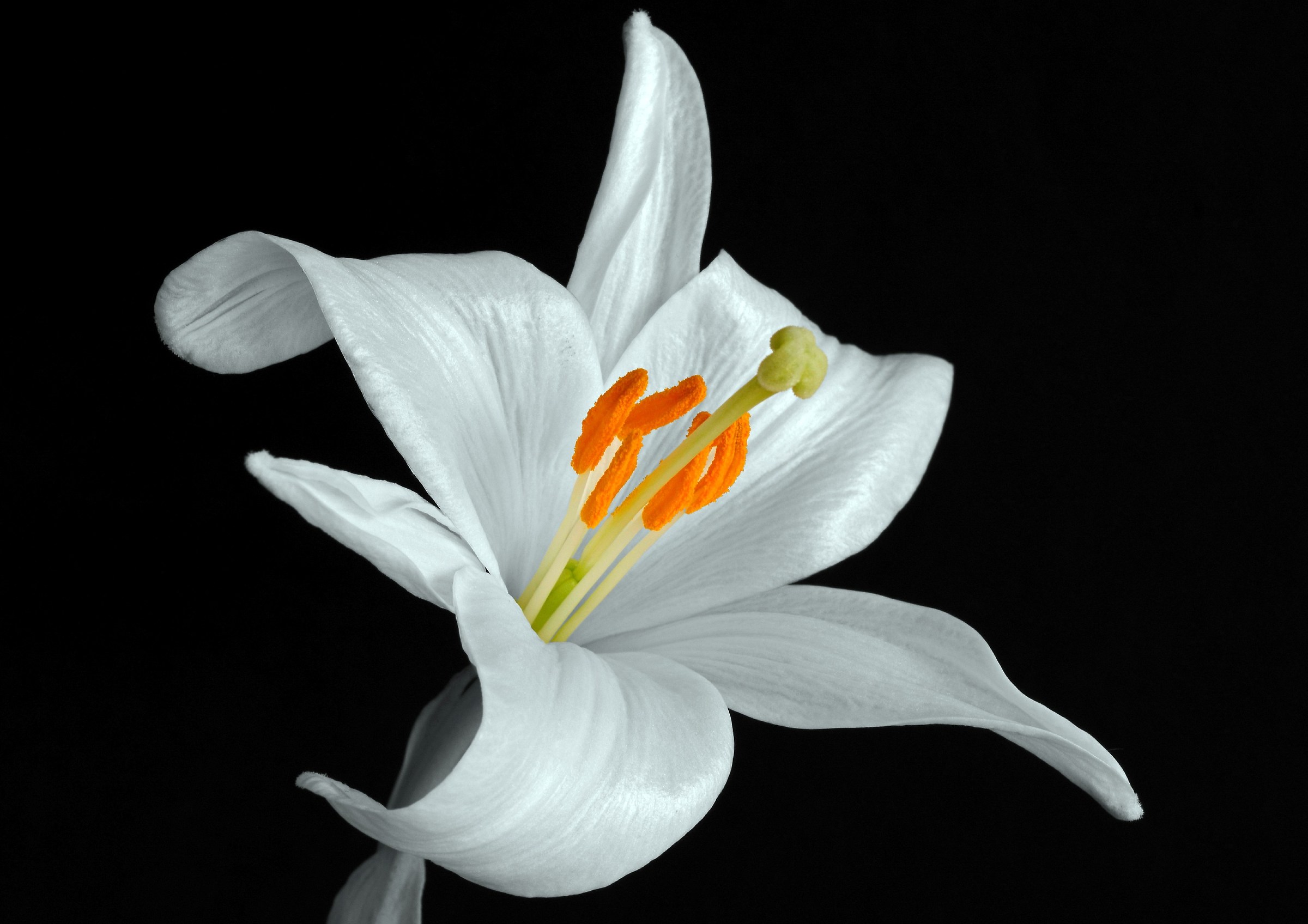 Lilium candidum