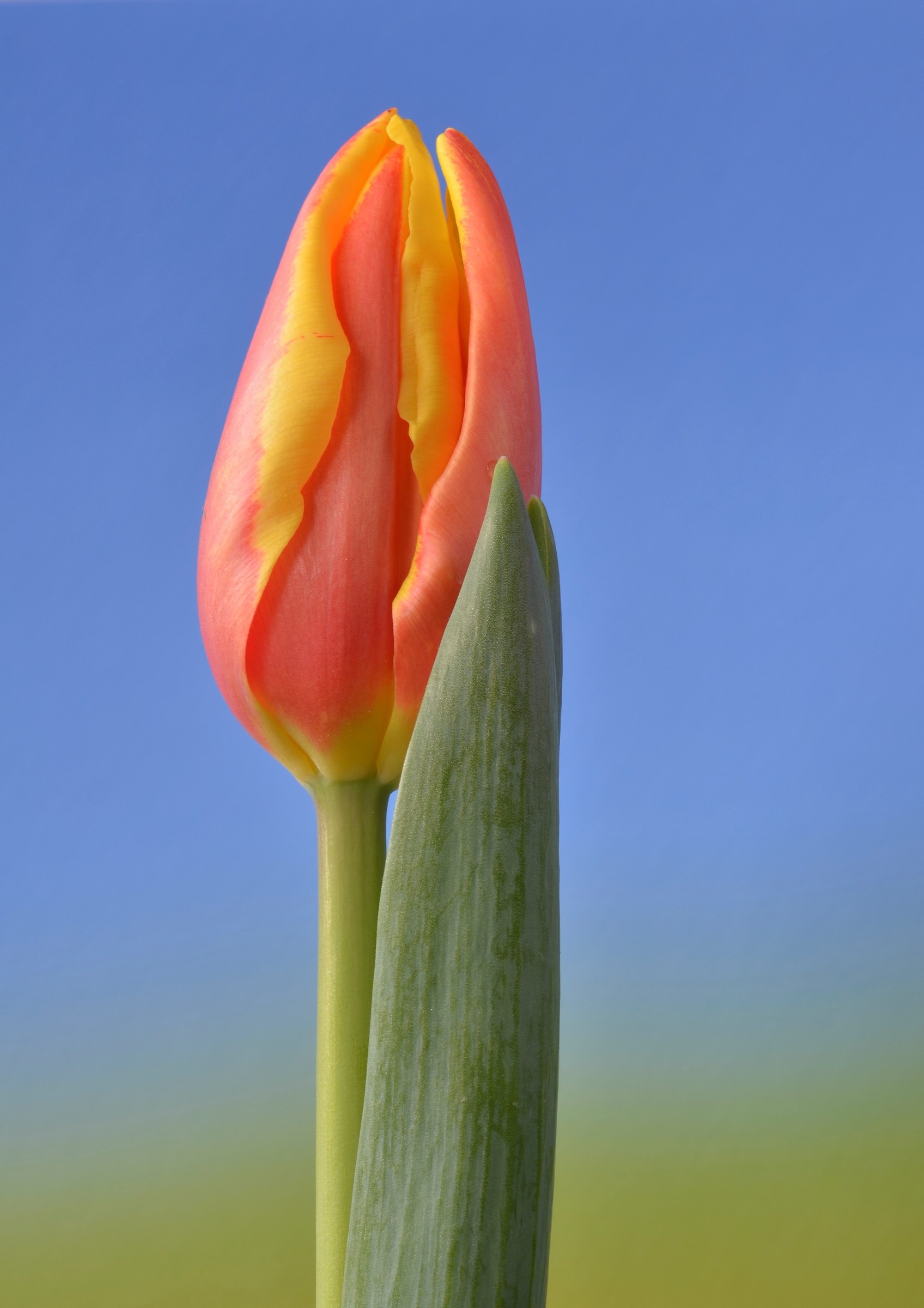 Tulipano