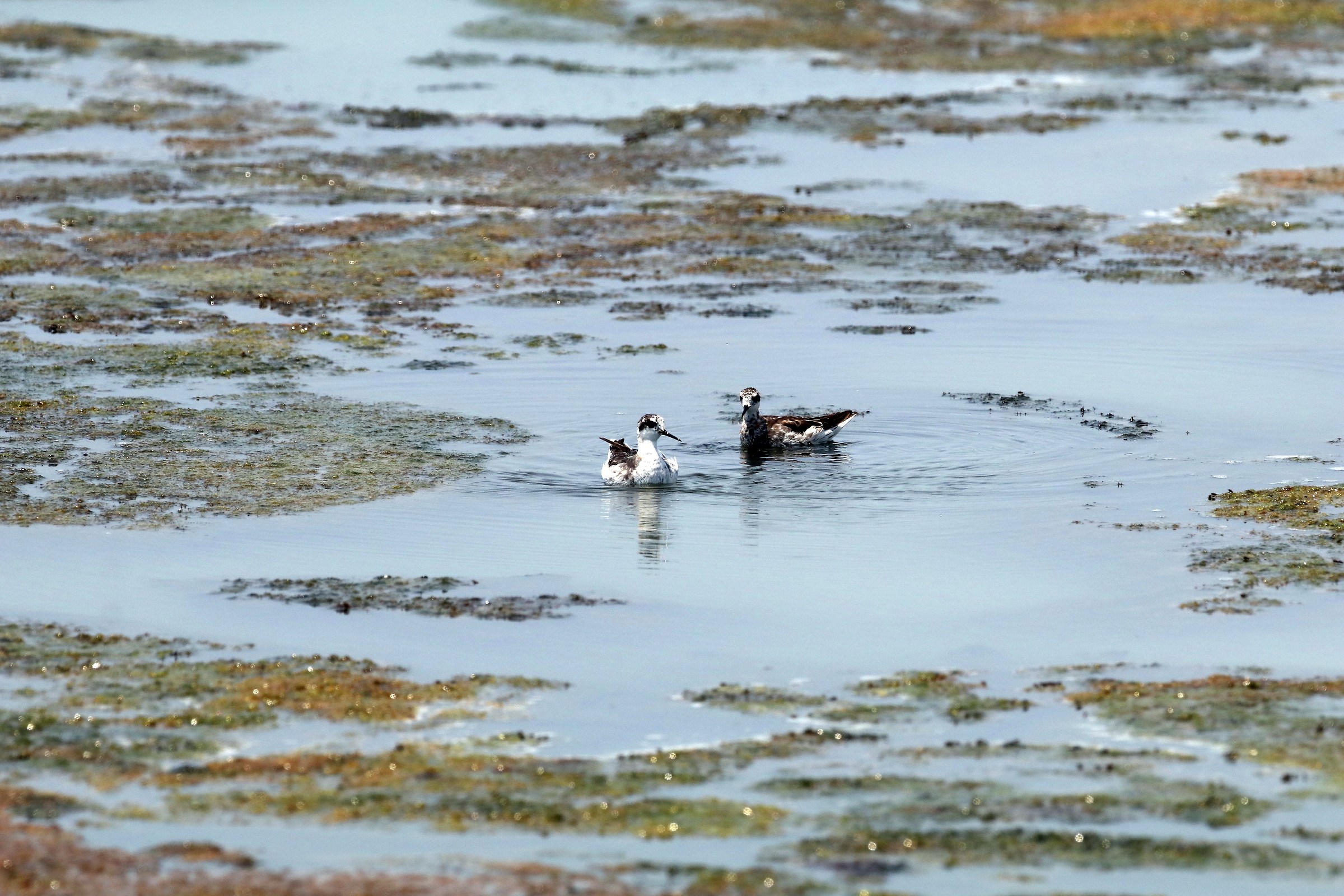 Red necked Phalarope