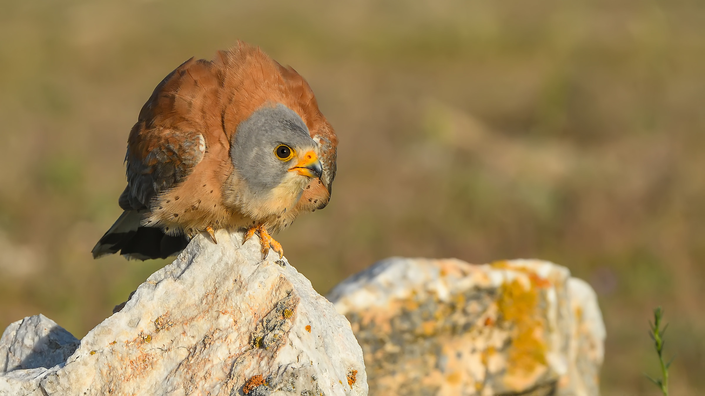 Küçük kerkenez » Lesser Kestrel