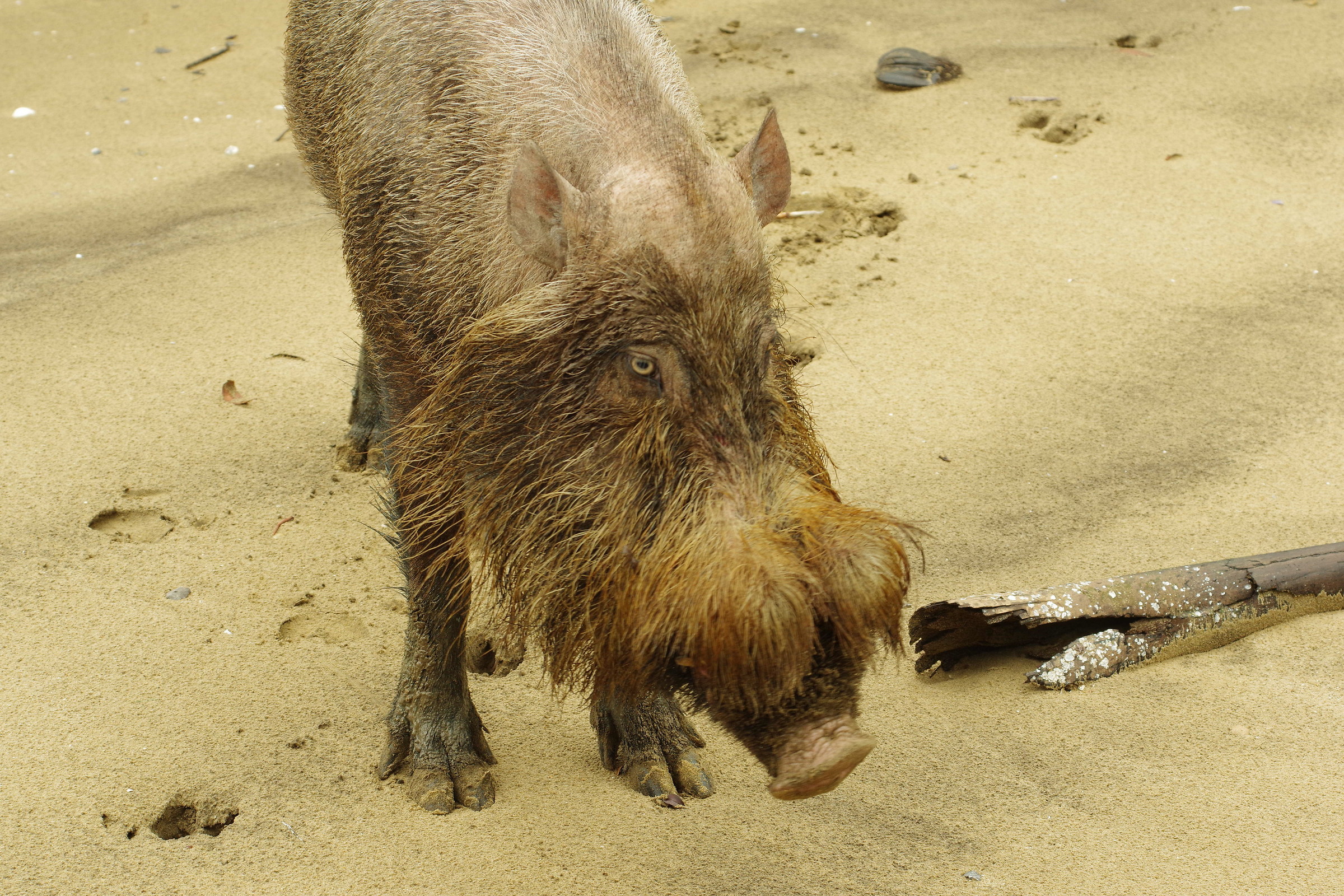 Bearded Pig