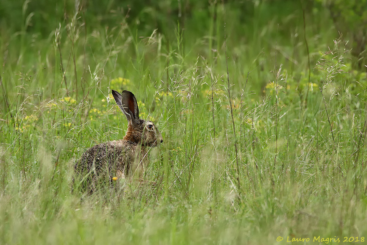 What long ears you have