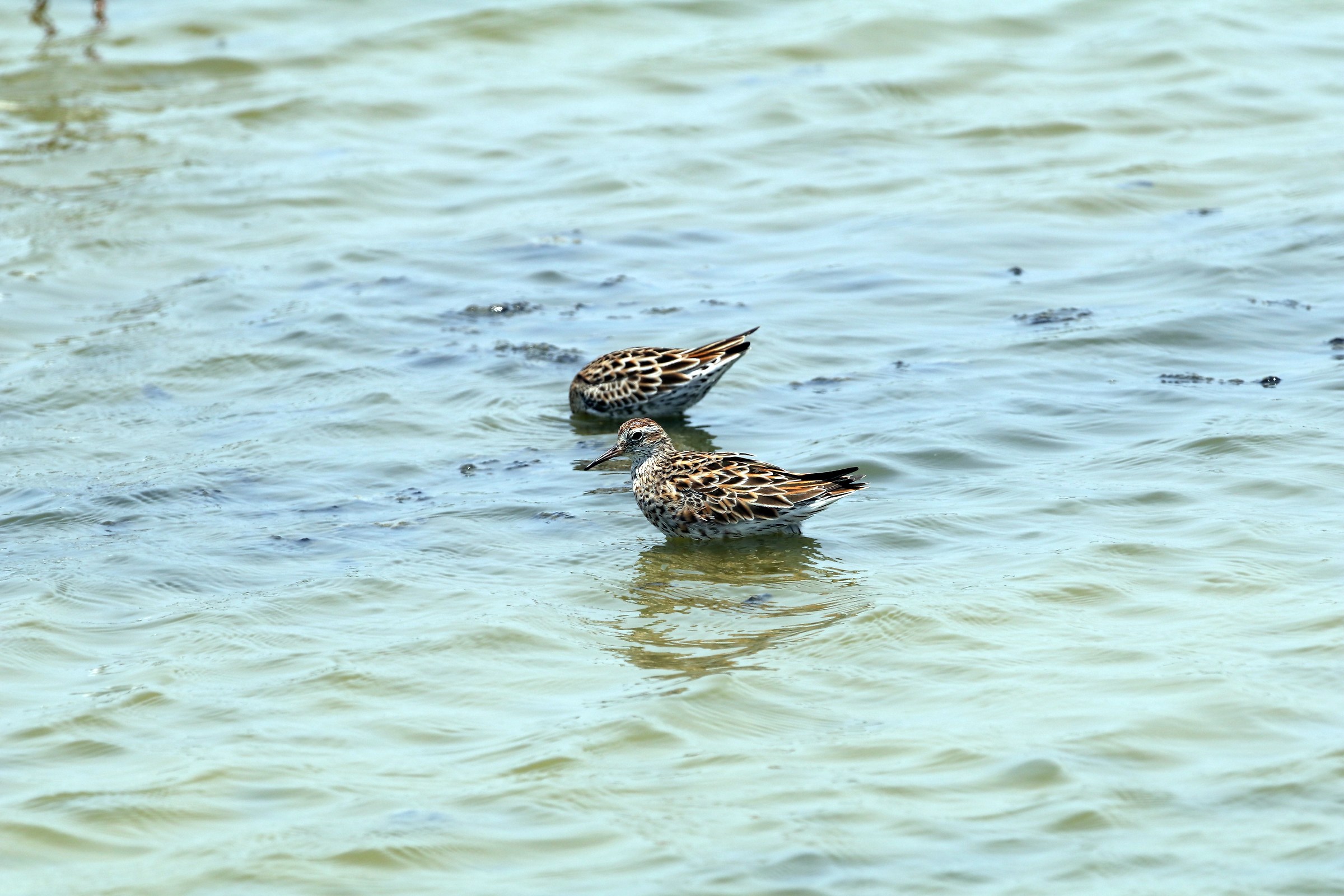 Sandpiper dalla coda tagliente