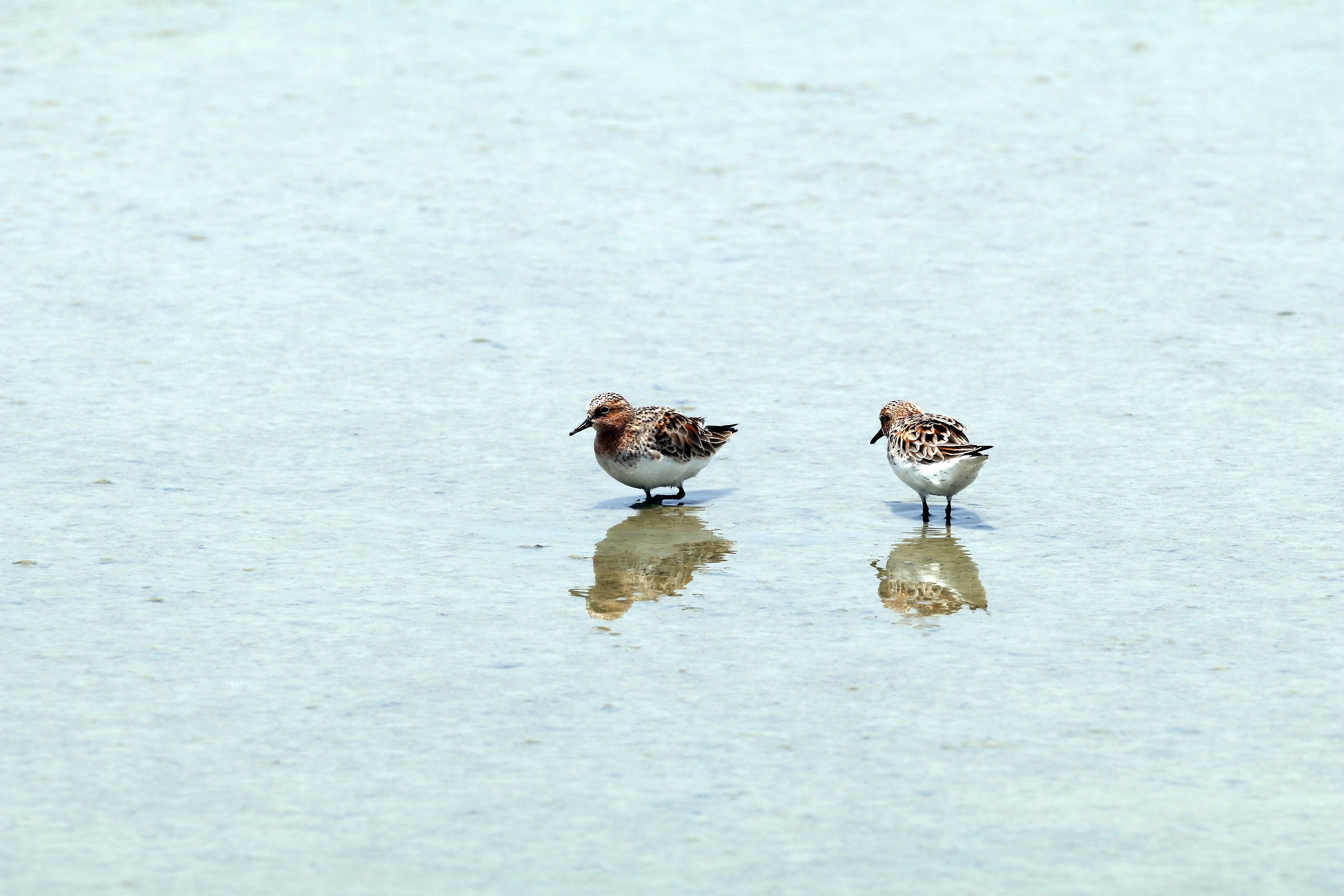 Red-necked Stint