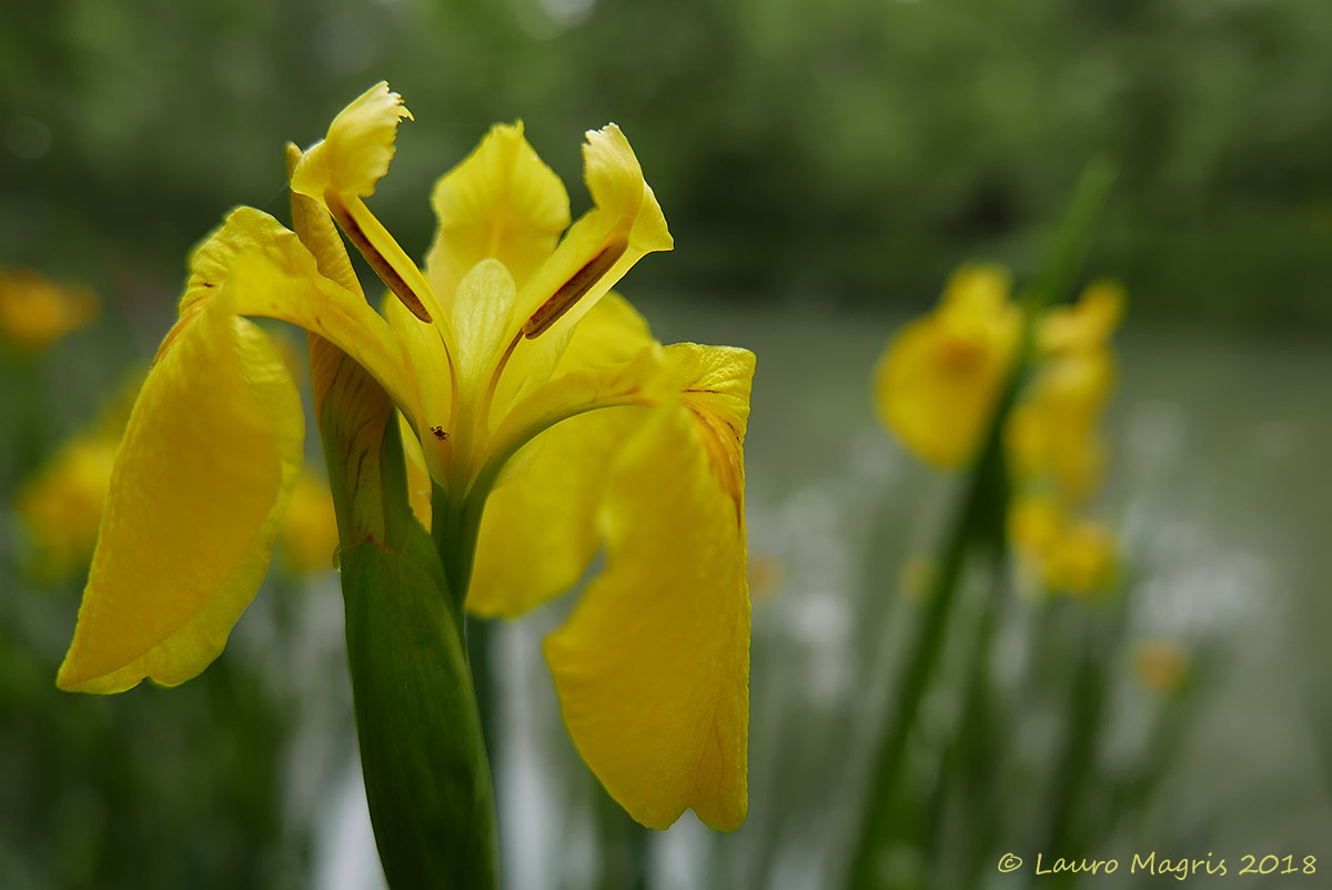 Iris of Water (Iris Pseudacorus)