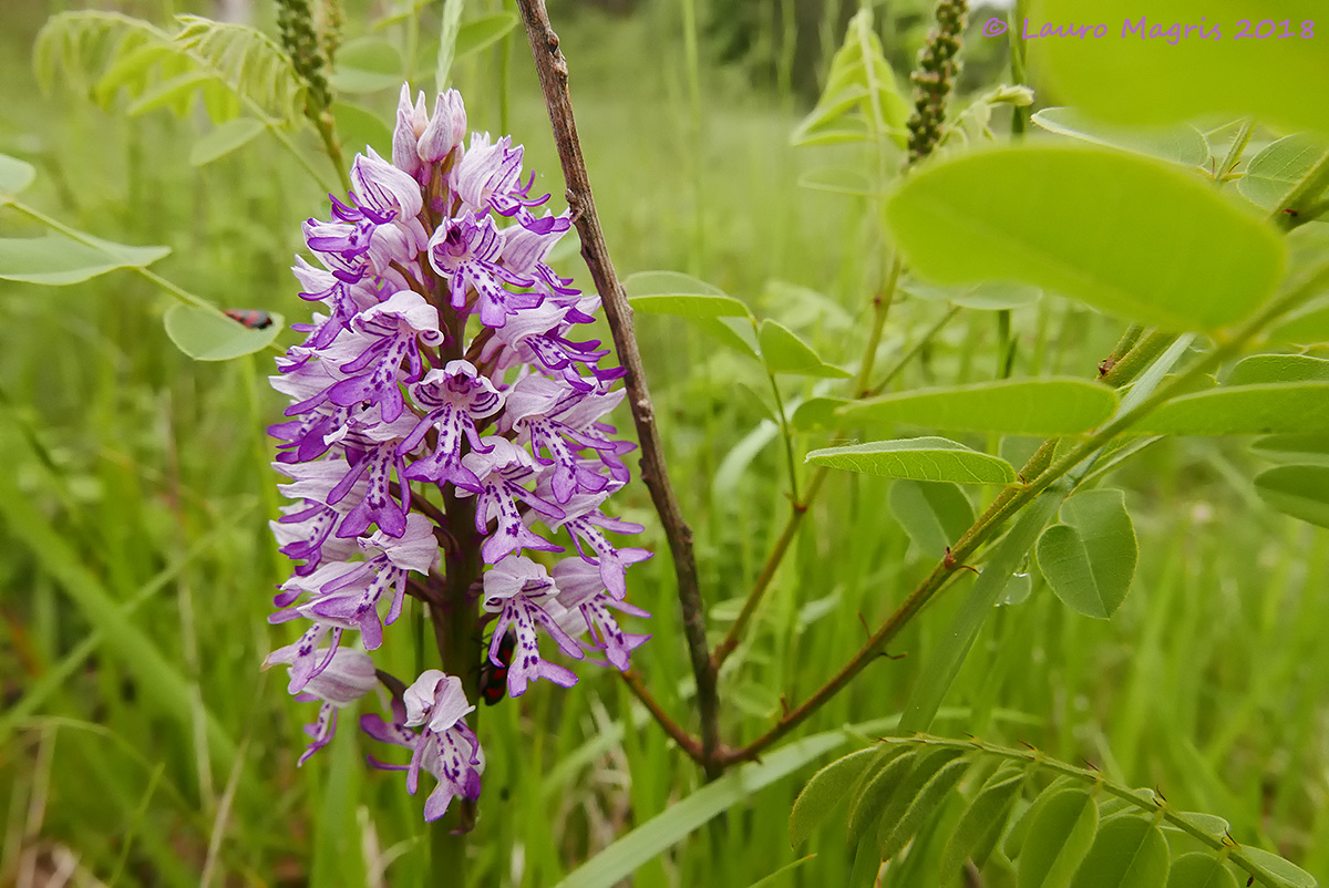 Military Orchid (Orchis militaris)