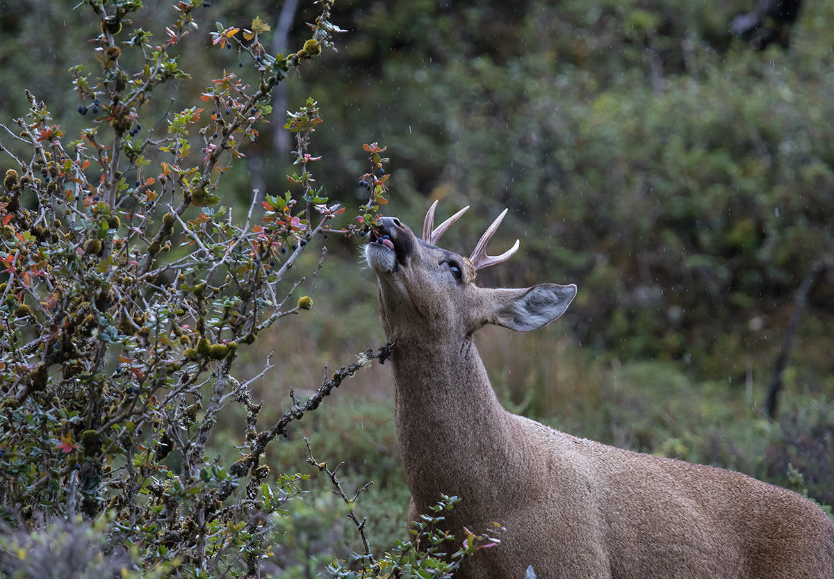 Huemul del sud (Hippocamelus bisulcus) Cile
